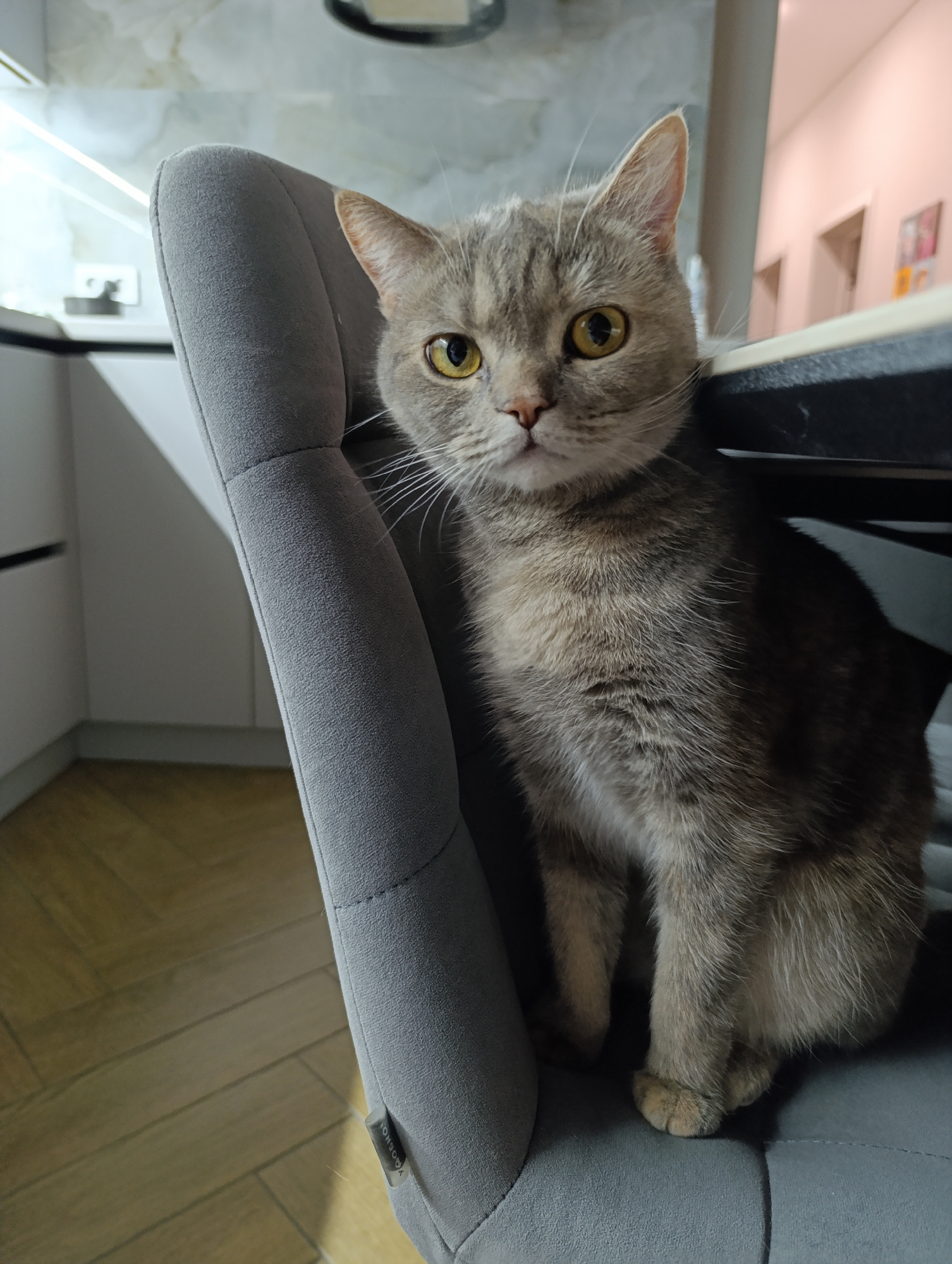 A medium shot captures a gray cat perched on a gray upholstered chair. The cat has golden eyes and its fur is a blend of gray and brown. The chair is positioned in a room with white cabinets and a light fixture above. A hallway is visible in the background, featuring a pink wall and framed photos. The floor is wooden with a parquet pattern. A small gray tag is attached to the chair. The location is Chaikovsky, Russia.