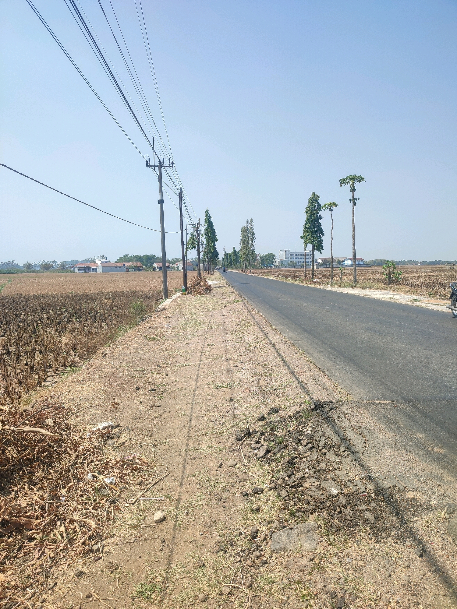 The image depicts a roadside scene in Baleraja, Indonesia, under a clear blue sky. On the left, a dry, harvested field of stubble stretches into the distance, bordering a dirt path lined with debris, including dried leaves, branches, and some plastic waste. Several utility poles with electrical wires run parallel to the path and road. The dirt path transitions into a paved asphalt road on the right side of the frame. Along the road, a row of tall, slender trees with sparse green foliage are planted. In the background, a building with white walls and a blue roof is visible, along with other scattered structures and trees. The road appears to be a two-lane street with some patches of damaged asphalt and loose gravel on the shoulder. A motorcycle is partially visible on the right side of the road, suggesting ongoing traffic. The overall impression is one of a rural or semi-rural setting on a sunny day.