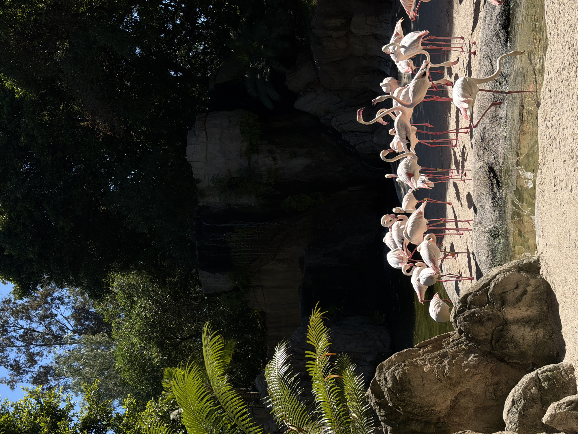 The image captures a scene at Bioparc Valencia in Valencia, Spain. A group of approximately 20-25 flamingos congregates near a shallow pool of water next to a sandy area. The environment is a mix of natural and artificial elements, with large rocks and lush greenery forming the background. A faux rock formation and waterfall are also visible. The lighting suggests it is daytime, with shadows cast by the trees and rocks.