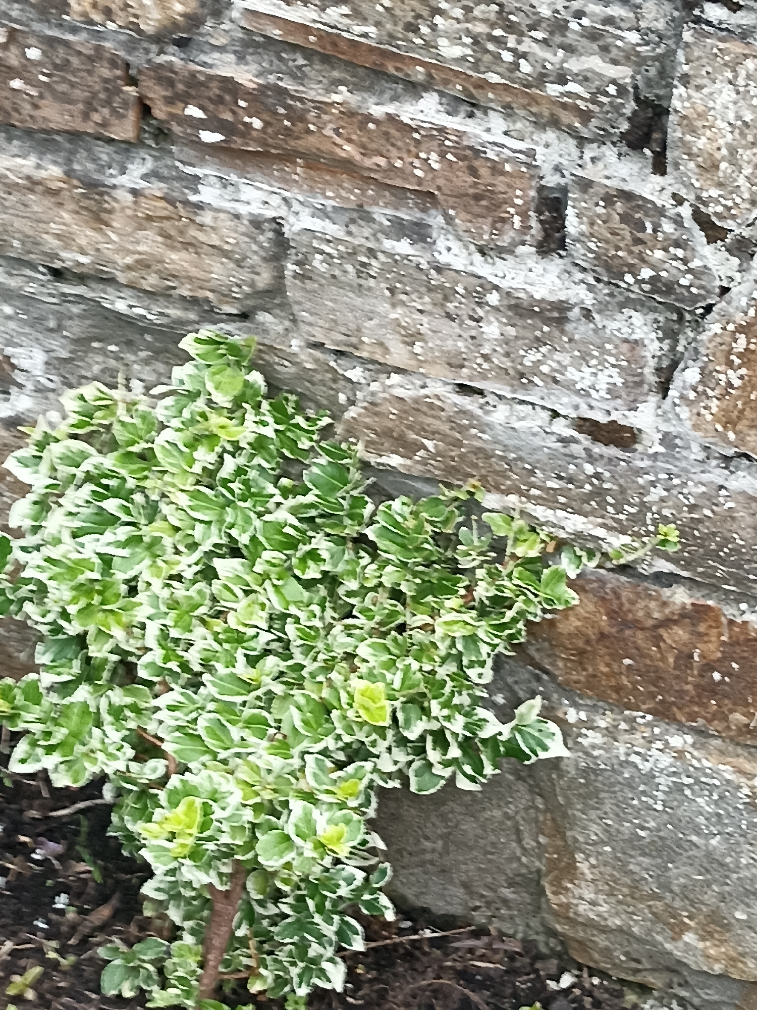 A low-angle, medium shot captures a variegated plant growing against a rough, natural stone wall. The wall, composed of irregular, stacked stones in shades of brown, grey, and white, exhibits a weathered texture with some white speckled deposits. The plant, a dense, leafy shrub, features a mosaic of green and white leaves, some with vibrant green centers and creamy white edges. The foliage is clustered tightly, creating a lush, verdant mound. The ground beneath the plant is dark and appears to be soil mixed with organic debris like twigs and leaves. The lighting is soft, suggesting an overcast day or shade, with no harsh shadows present. The scene is devoid of human presence or activity.