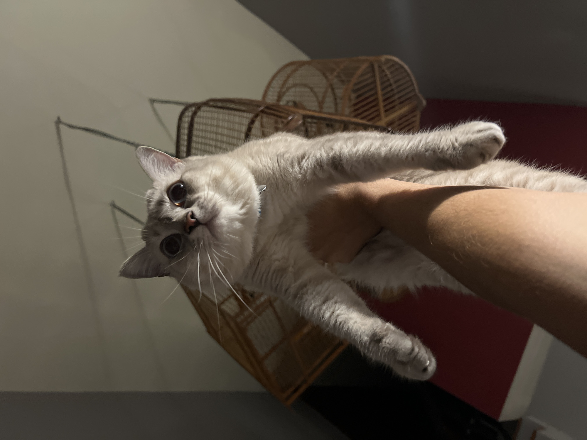 A light-colored domestic cat, appearing to be a cream or light grey point, is held aloft by a human hand, viewed from a low-angle perspective looking upwards. The cat, suspended vertically, has large, dark, dilated pupils with reflective glints, a pink nose, and prominent white whiskers. A metallic tag on a light-colored collar is visible around its neck. Its front paws hang downwards, showing light-colored fur. The human hand, displaying light skin and visible arm hair, supports the cat's midsection, with fingers mostly obscured by the cat's body. In the background, against a light grey wall or ceiling, two large, empty, light brown woven wicker baskets or cages are suspended by wires or chains. Below the cat's left paw, a red rectangular object rests on a lighter surface. The scene is illuminated from an overhead source, casting subtle shadows. Location: Unknown, Unknown.