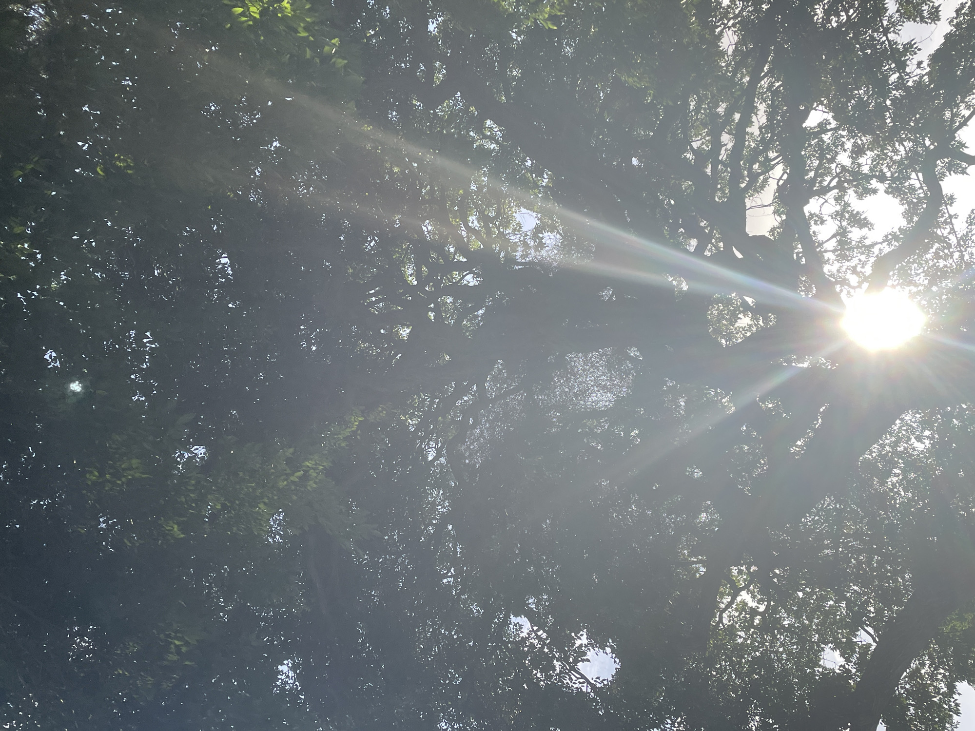 The image captures a low-angle view looking up into the dense canopy of a large tree. Sunlight is strongly filtering through the leaves, creating lens flares and bright rays of light that radiate outwards from a central point. The leaves are predominantly dark green, with some lighter green patches where the sun shines through more directly. The overall atmosphere is one of dappled light and shadow. The location is described as Unknown, Unknown, within a city. There are no people or specific objects other than the tree and the natural light visible in the frame.