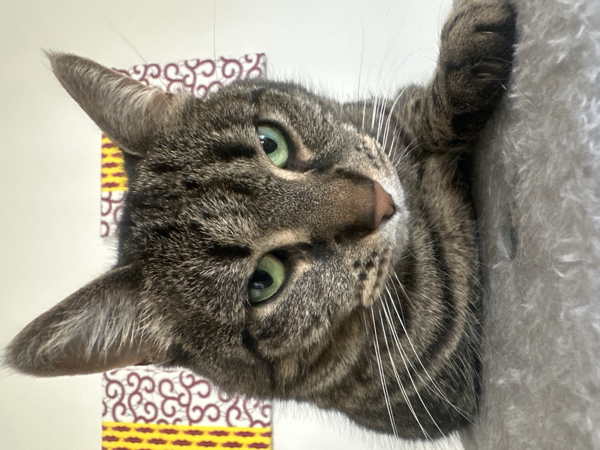 A close-up, sideways portrait captures a tabby cat with striking green eyes looking directly at the viewer. The cat's head is tilted, giving the impression of it looking down from an elevated position. Its fur displays a detailed pattern of brownish-grey stripes and swirls, complemented by long, prominent white whiskers.
The cat appears to be resting or leaning against a textured, light grey, fluffy object, likely a cat tree or scratching post, visible on the right side of the frame. In the background behind the cat's head, a light-colored wall or surface is visible, partially obscured by a decorative element. This element features an intricate red-brown swirling pattern on a white background, with a horizontal yellow band containing a simpler red design below it. The lighting is bright and even, illuminating the cat's features and fur details. No text is visible in the image. The cat's expression conveys a sense of calm and curiosity.