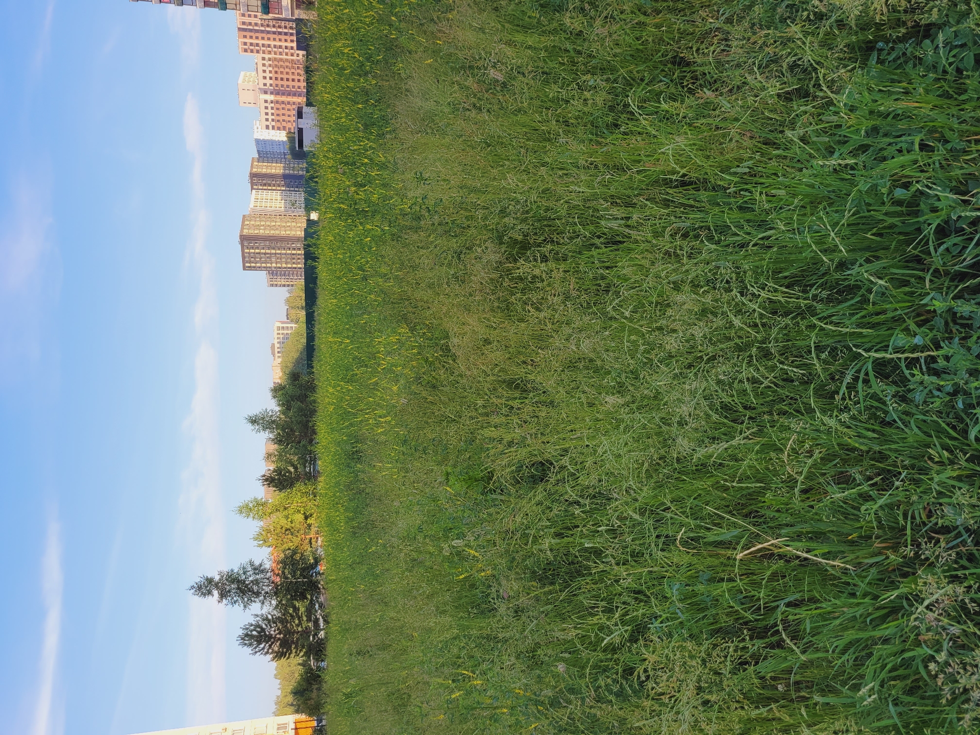 An outdoor, eye-level, medium shot captures a field of tall, green grass under a bright blue sky with scattered white clouds. The grass extends from the foreground to the middle ground, with some sparse yellow flowers visible within the green foliage. In the background, a line of trees separates the field from a cityscape featuring several modern, multi-story buildings of varying architectural styles and colors. A tall, light-colored building is partially visible on the far left of the frame, and a portion of a pink building is visible on the far right. The scene appears to be set in an urban environment, likely a park or undeveloped area within a city.