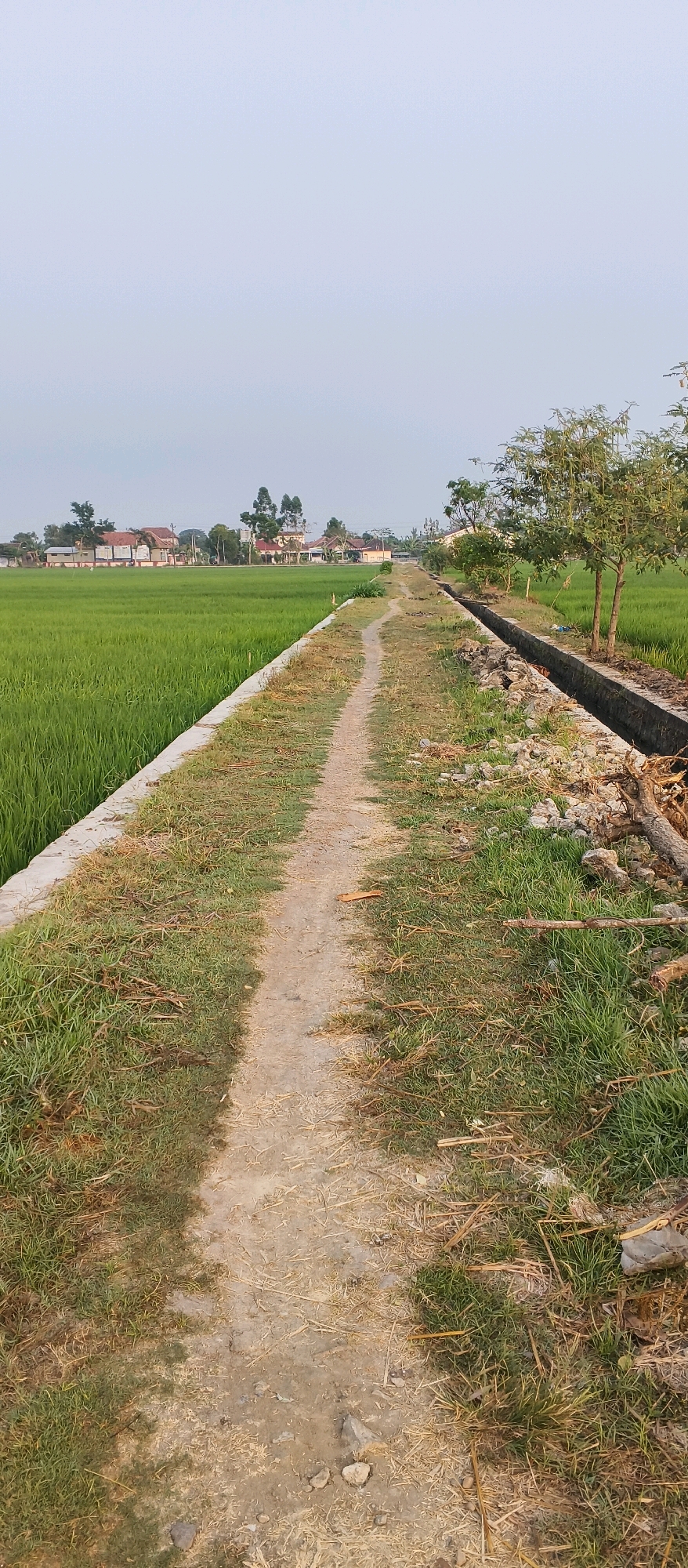 This is a vertical, eye-level, full outdoor shot of a dirt path adjacent to a rice field in Japanan, Indonesia. The path runs from the foreground towards the horizon, bordered on the left by a low concrete wall separating it from the vibrant green rice paddy. On the right, the path is bordered by a concrete drainage ditch, beyond which lies more grass, a few trees, and some scattered debris including branches and rocks. In the distance, a few buildings with red roofs and other structures are visible, set against a pale, overcast sky. The overall scene depicts a rural landscape with agricultural and residential elements.