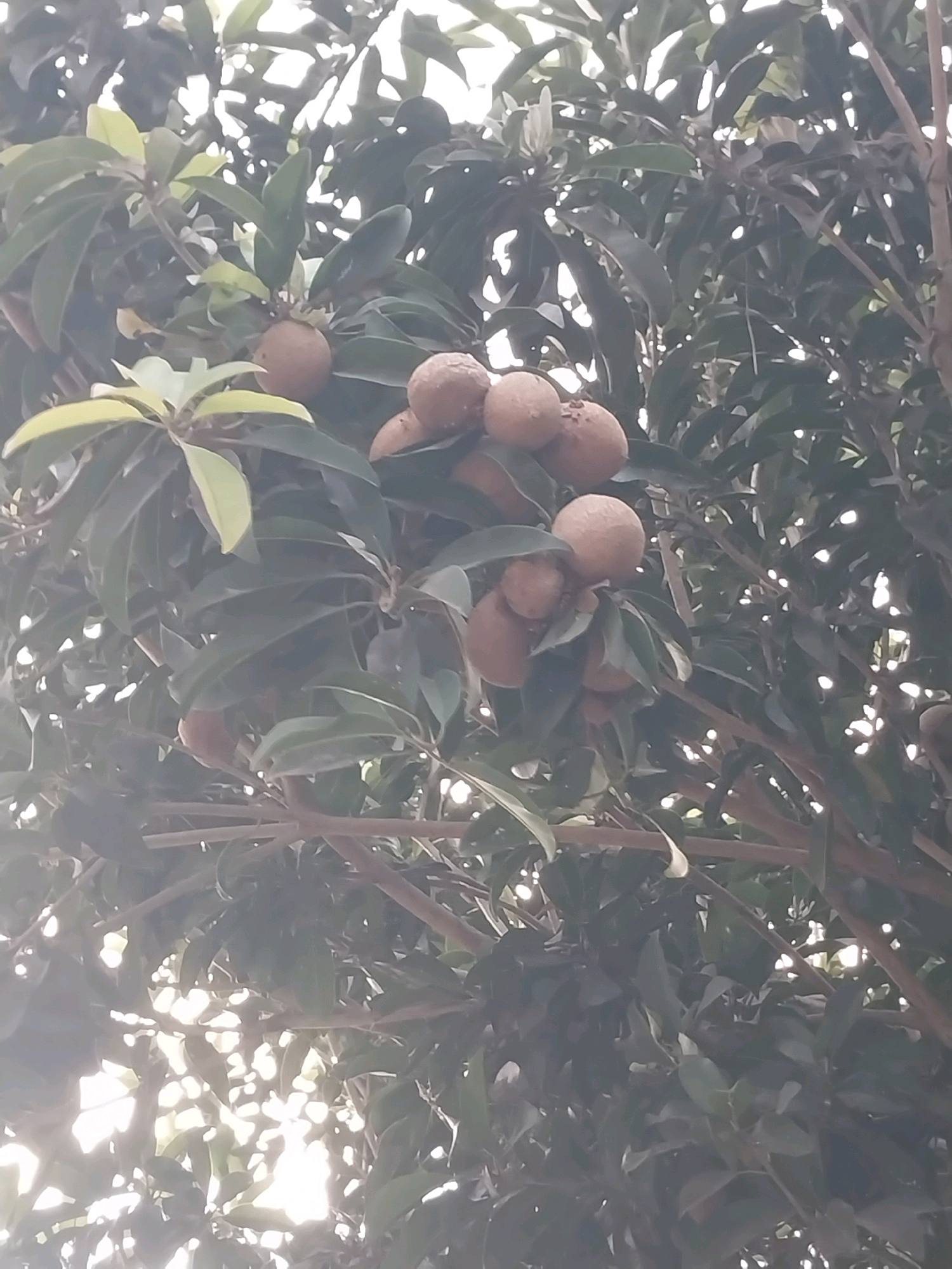 A close-up, low-angle shot depicts a tree branch laden with several light brown, round fruits, possibly sapodilla, set against a background of dark green leaves and a bright, overcast sky. The fruits are clustered together, with some obscured by foliage. The image, taken in Nglegok, Indonesia, captures a natural scene with a focus on the fruit-bearing tree branch.