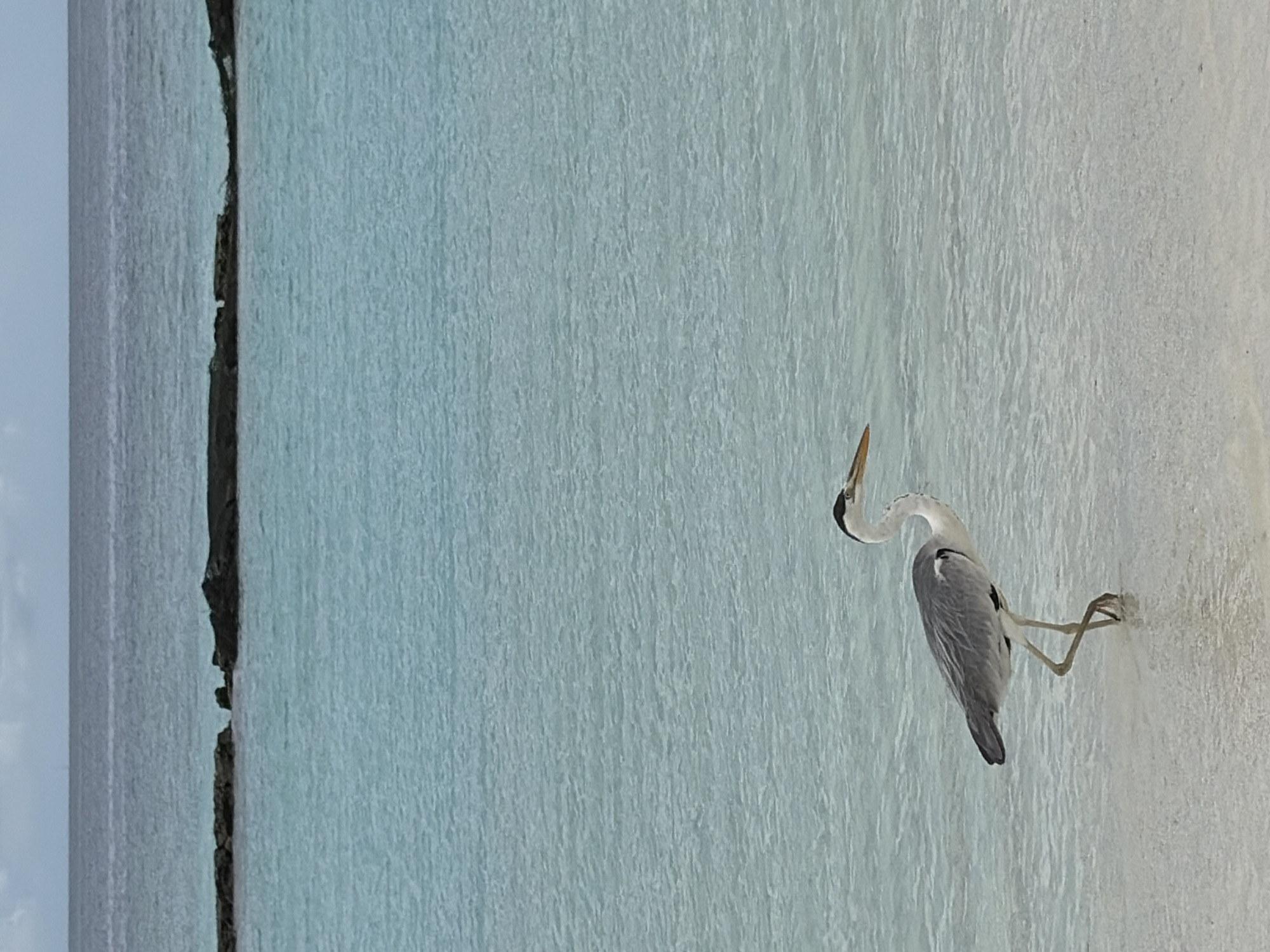 A grey heron stands on the shallow, sandy shore of Halaveli, Maldives. The bird is facing right, with its long beak pointed forward and its slender legs submerged in the clear, turquoise water. The ocean stretches out to the horizon, with a darker band of water and a line of rocks visible in the distance. The sky is overcast, casting a soft, diffused light on the scene.