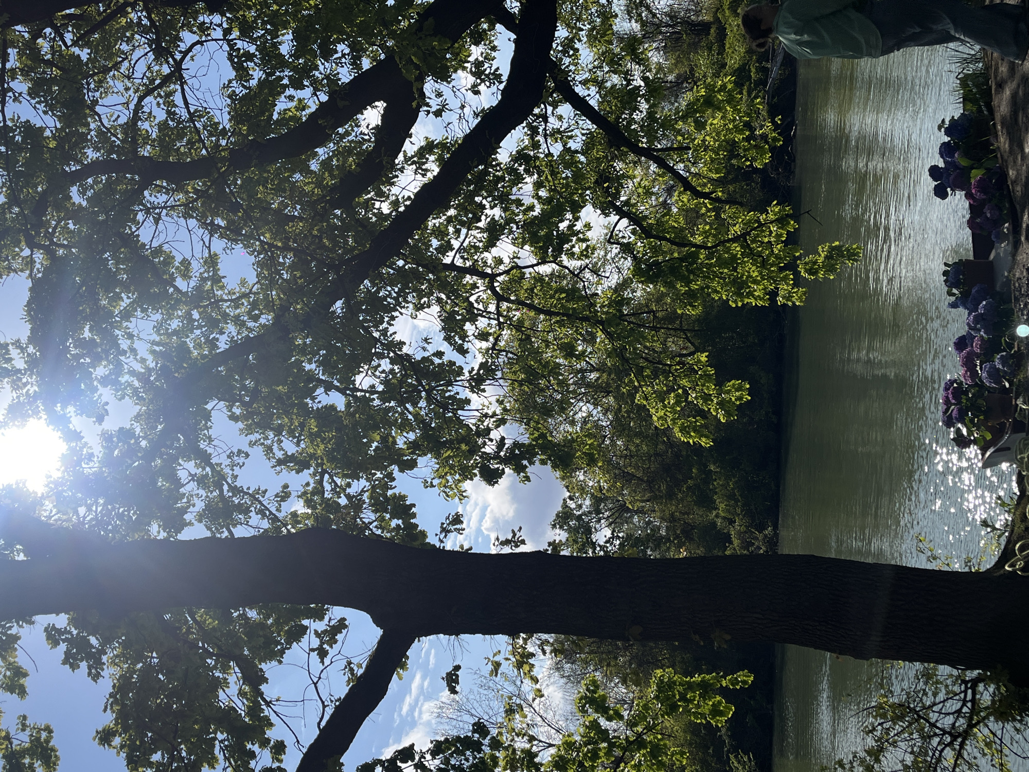 The image depicts a landscape scene, possibly in a park setting. A large tree with dense foliage dominates the left side of the frame, its branches reaching towards a blue sky with scattered clouds. On the right, there is a body of water, reflecting sunlight. Some vegetation, possibly flowers, lines the edge of the water. In the upper right corner, a person stands. The photograph appears to be taken in daylight. Location information indicates this is in Krasnodar, Russia.
