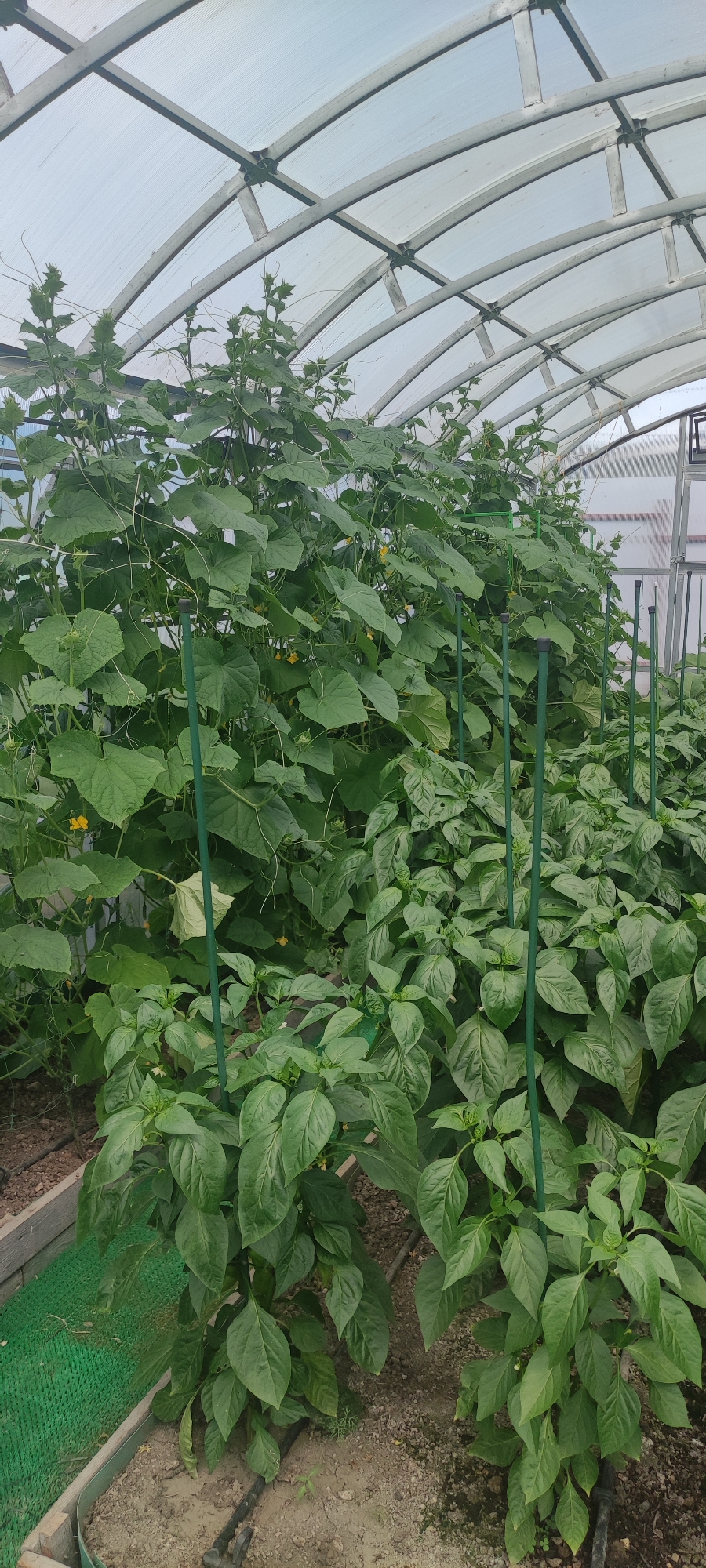 This image shows a greenhouse with several plants, likely cucumbers and bell peppers, growing. The greenhouse has a clear, corrugated roof supported by a metal frame. Green stakes are used to support the climbing cucumber plants, which are lush and leafy with some yellow flowers visible. In the foreground, several bell pepper plants are visible, their leaves a deep green. The ground inside the greenhouse appears to be dirt and some plastic sheeting. The image was taken in Filippovskoe, Russia. There are no people visible in the image.