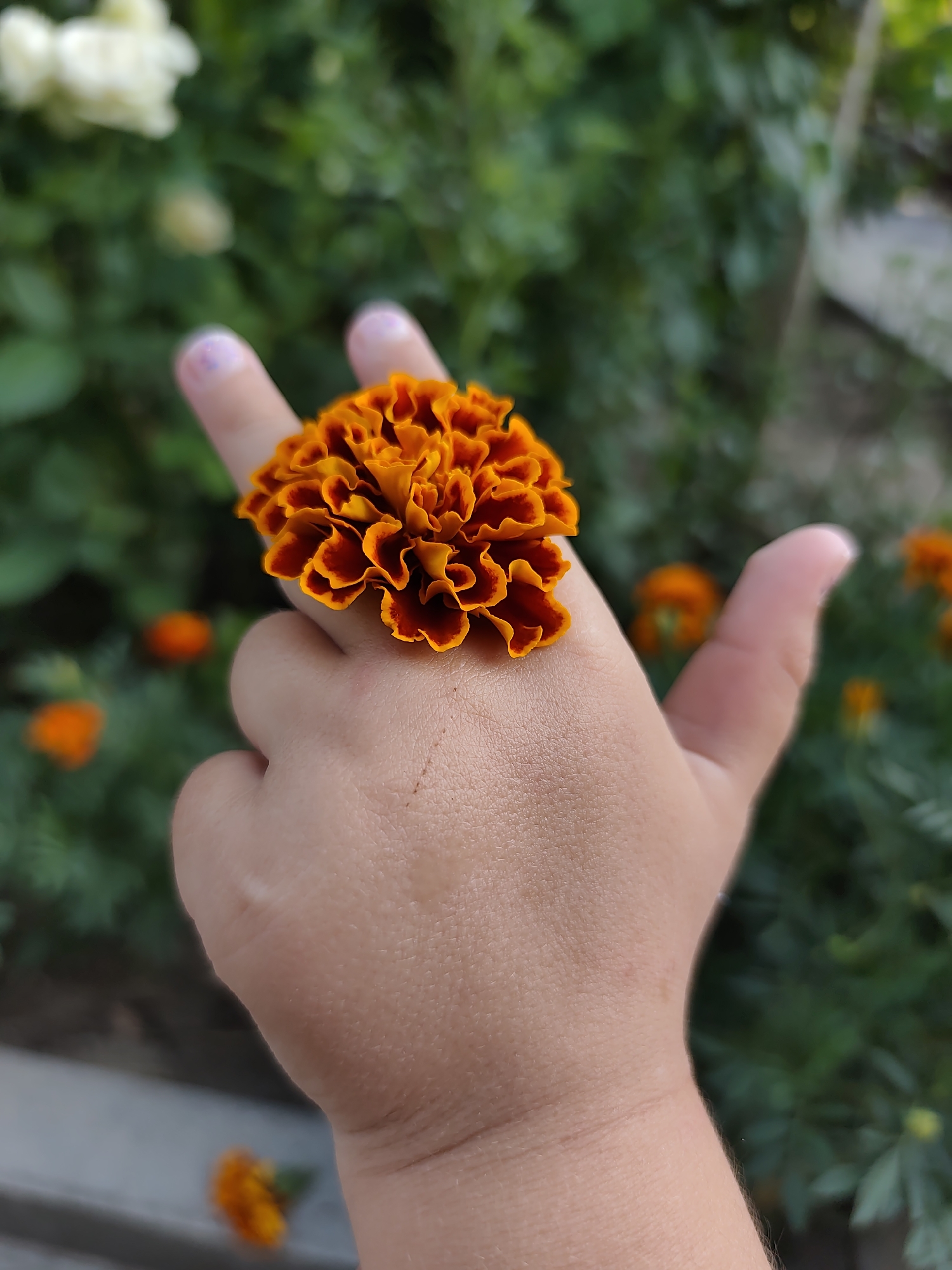 A close-up, eye-level shot features a child's hand in the foreground, with an orange and red marigold flower placed on the back of the hand between the thumb and index finger. The flower's petals are tightly clustered, with a darker red center fading to orange at the tips. The child's fingernails, painted with a pale, shimmery color, are visible on the index and middle fingers. The background is softly blurred, showing green foliage and other out-of-focus orange flowers, suggesting a garden setting. The overall lighting is natural and diffused. The image does not contain any discernible landmarks or elements that would specifically place it within Durlești, Moldova.