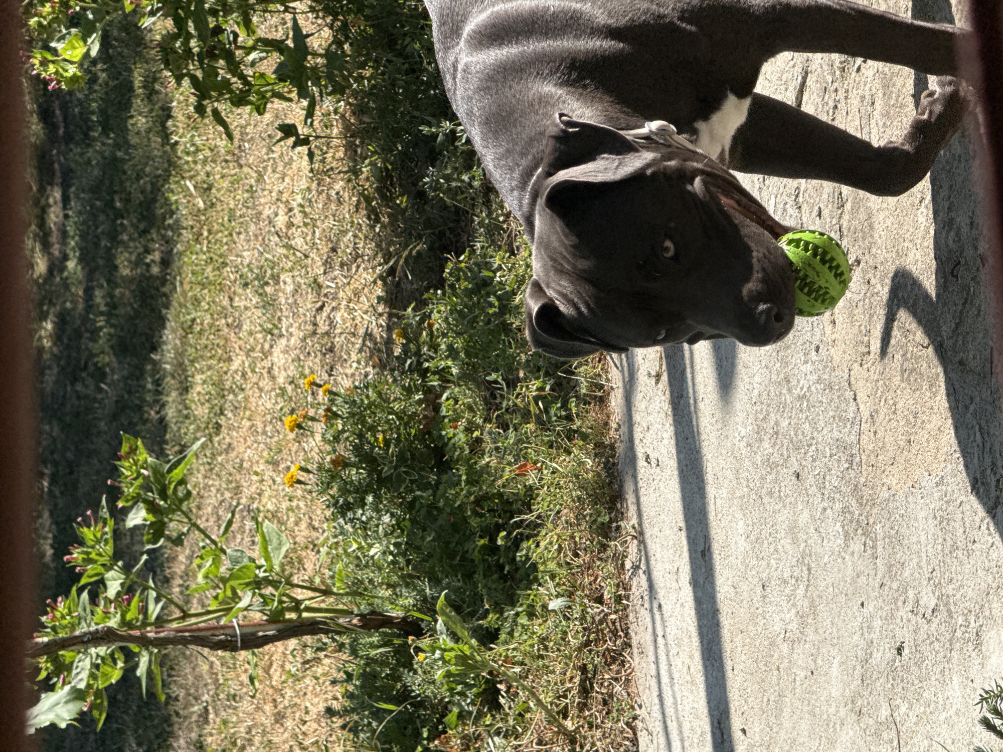 The image depicts a dark-colored pit bull terrier holding a green, textured ball in its mouth. The dog is standing on a concrete surface, which is partially covered by shadows cast by an unseen overhead structure. In the background, dry grass and various green plants are visible. A thin, weathered tree trunk with a metal band around it stands to the left, with small pink buds and green leaves. Scattered yellow flowers are present amongst the greenery. The scene appears to be outdoors, possibly a backyard or a park. There is no indication of the specific location within Zornitsa, Bulgaria.