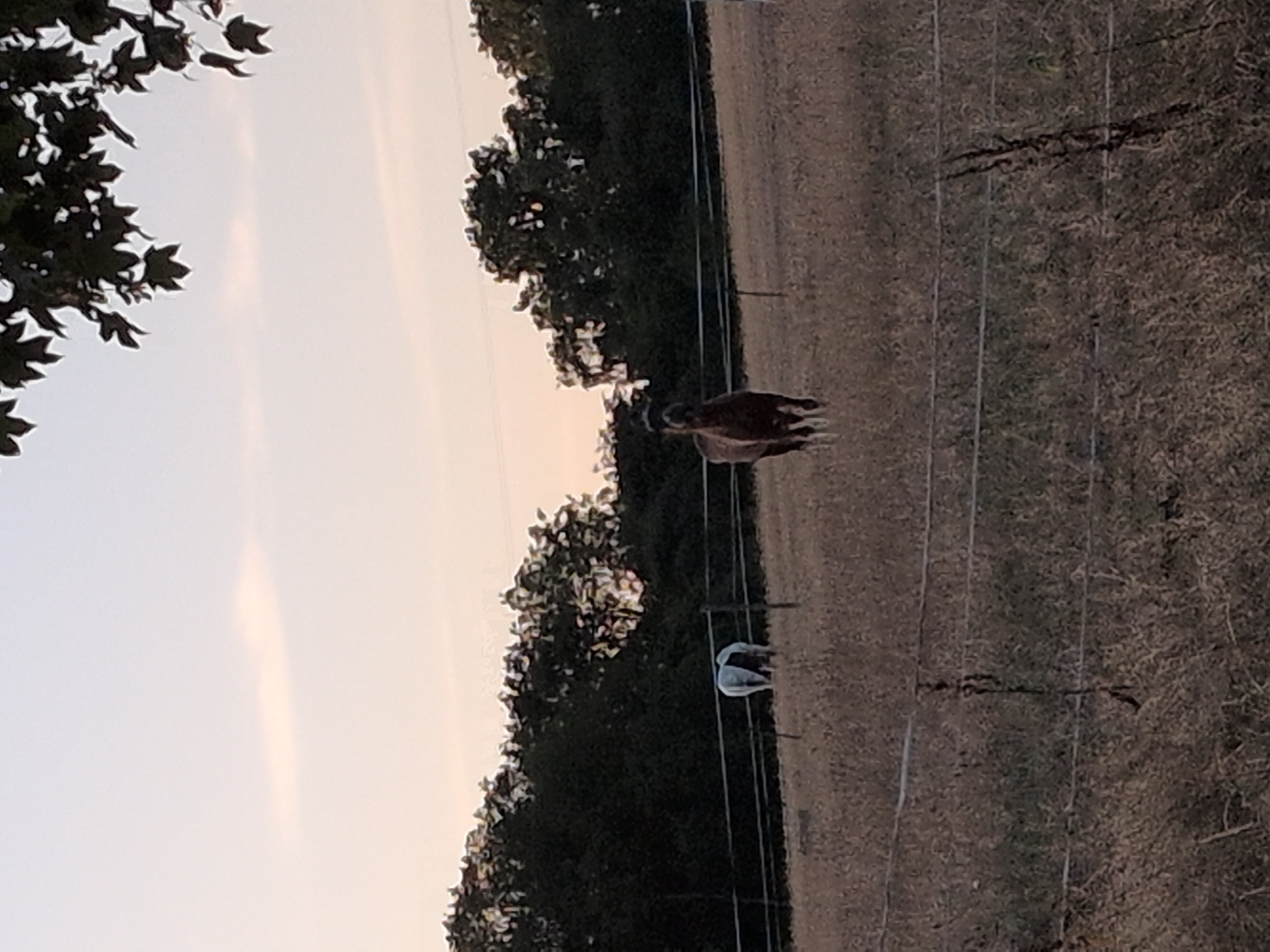 In a rural landscape at dusk, two horses are visible in a field. The field is covered in dry grass and is bordered by a fence. In the background, a line of trees forms a dark silhouette against the pale sky. One horse, a darker brown color, stands in the foreground, facing the camera with its head up. It has a dark mane and tail. Behind it and to the left, a second horse, predominantly white with dark patches, is partially visible, facing away from the camera. The sky exhibits a soft gradient of light colors, suggesting sunset. No specific Dawley, United Kingdom location details are discernible from the image.