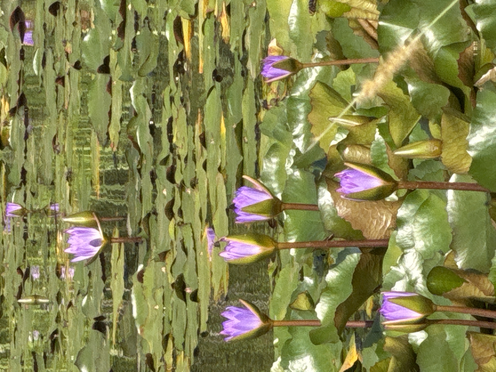 The image depicts a scene of water lilies in a pond. The lilies are characterized by their purple petals, and some are partially closed in a bud form. The lilies are interspersed with green lily pads of varying shades and textures. In the background, there appears to be a reflection on the water's surface, potentially mirroring the surrounding vegetation. A single piece of brown grass is lying on top of the lily pads. The image suggests a tranquil and natural setting, possibly a botanical garden or park, in Lâm Viên - Đà Lạt, Vietnam.
