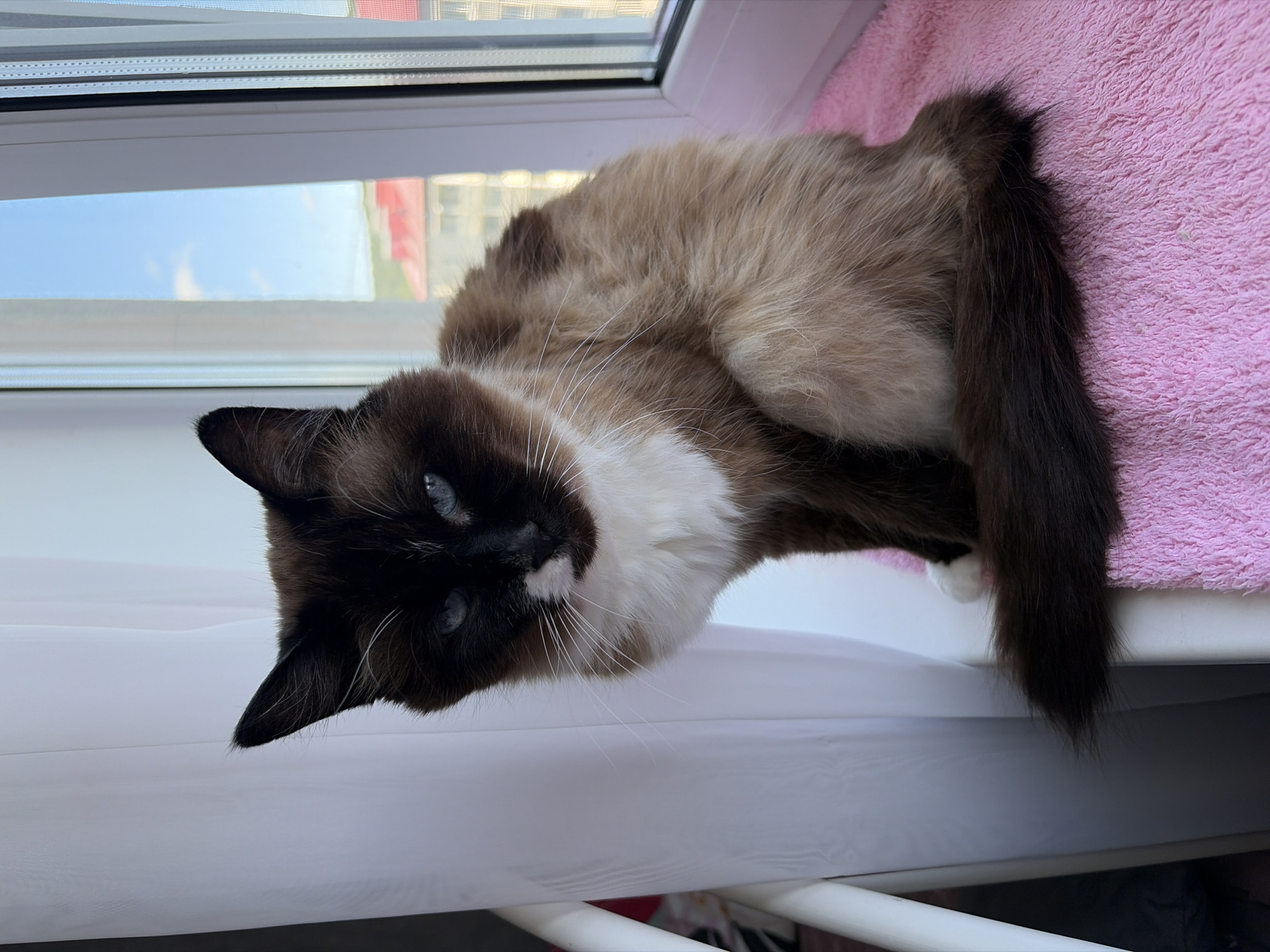 A Siamese cat with blue eyes sits on a pink blanket on a windowsill. The cat has dark brown ears, face, and tail, with a white chest and paws. The background shows a window with a view of buildings and a blue sky. The location is the city of Korsakov, Russia.