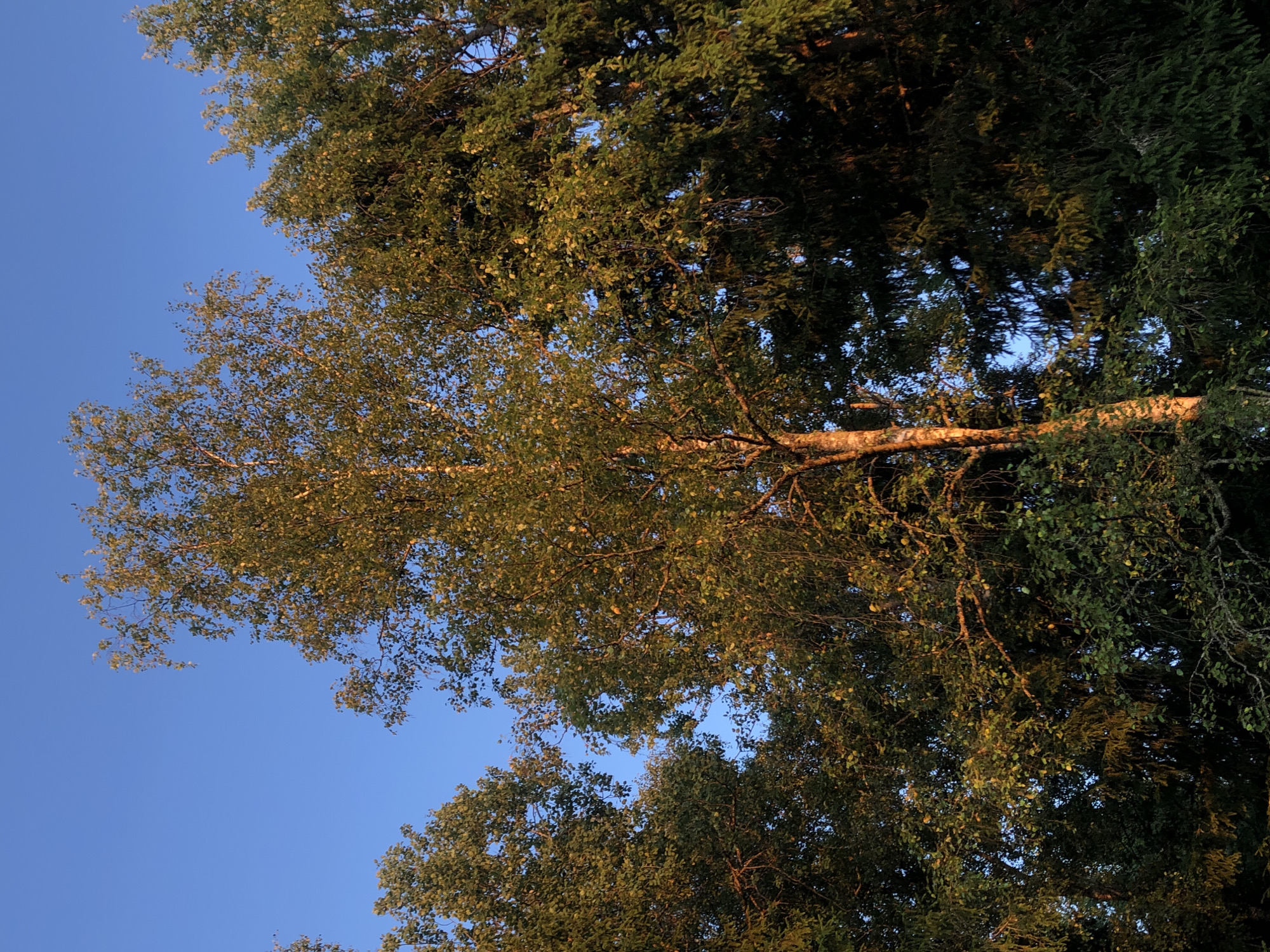 This is a low-angle, eye-level, outdoor, daytime photograph taken in a forest or park area. The sky is a clear, vibrant blue. In the foreground, the trunk of a tall, slender tree with light-colored bark, possibly a birch, is visible. The tree is illuminated by warm, golden sunlight, highlighting its texture. It is surrounded by dense foliage of other trees, appearing as a mix of leafy deciduous trees and darker, coniferous trees like fir or spruce. The leaves on the deciduous trees are green, with some catching the sunlight and appearing yellowish or golden. Branches and leaves create a layered effect, with some elements in sharp focus and others slightly blurred due to depth of field. The overall impression is of a natural, wooded environment, likely during the golden hour of sunset or sunrise. The location is specified as Красная Пресня Снт, Russia. There are no people or animals visible in the image.