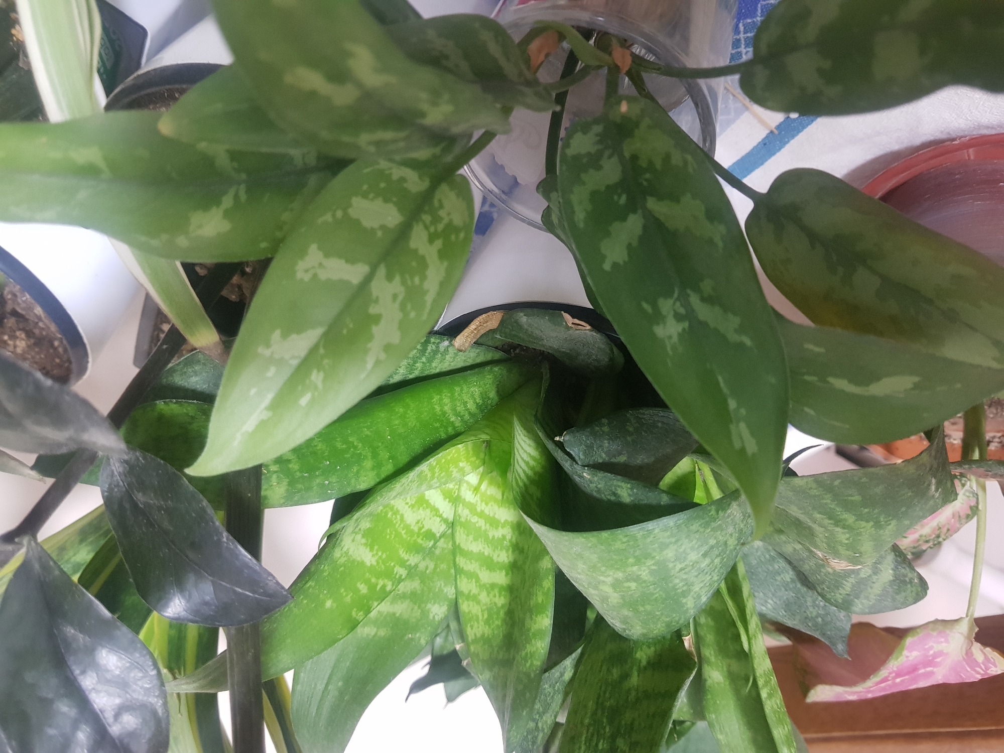 The image shows a close-up view of several potted houseplants. In the foreground, large, ovate leaves with a mottled pattern of light green and white are prominent. Behind these, a plant with upright, sword-shaped leaves, featuring a distinct chevron pattern of dark and light green, is visible. To the right, a plant with dark, glossy, lance-shaped leaves and some variegated green and yellow stalks can be seen. In the upper left corner, a plant with pale pink and green leaves is partially visible. The plants are in various pots, one of which is clear plastic, and they appear to be indoors, possibly on a surface covered with a blue and white checkered cloth. The lighting suggests an indoor setting, with diffused light. There is no indication of the city of Termez, Uzbekistan, or any other specific location. There are no people present in the image.