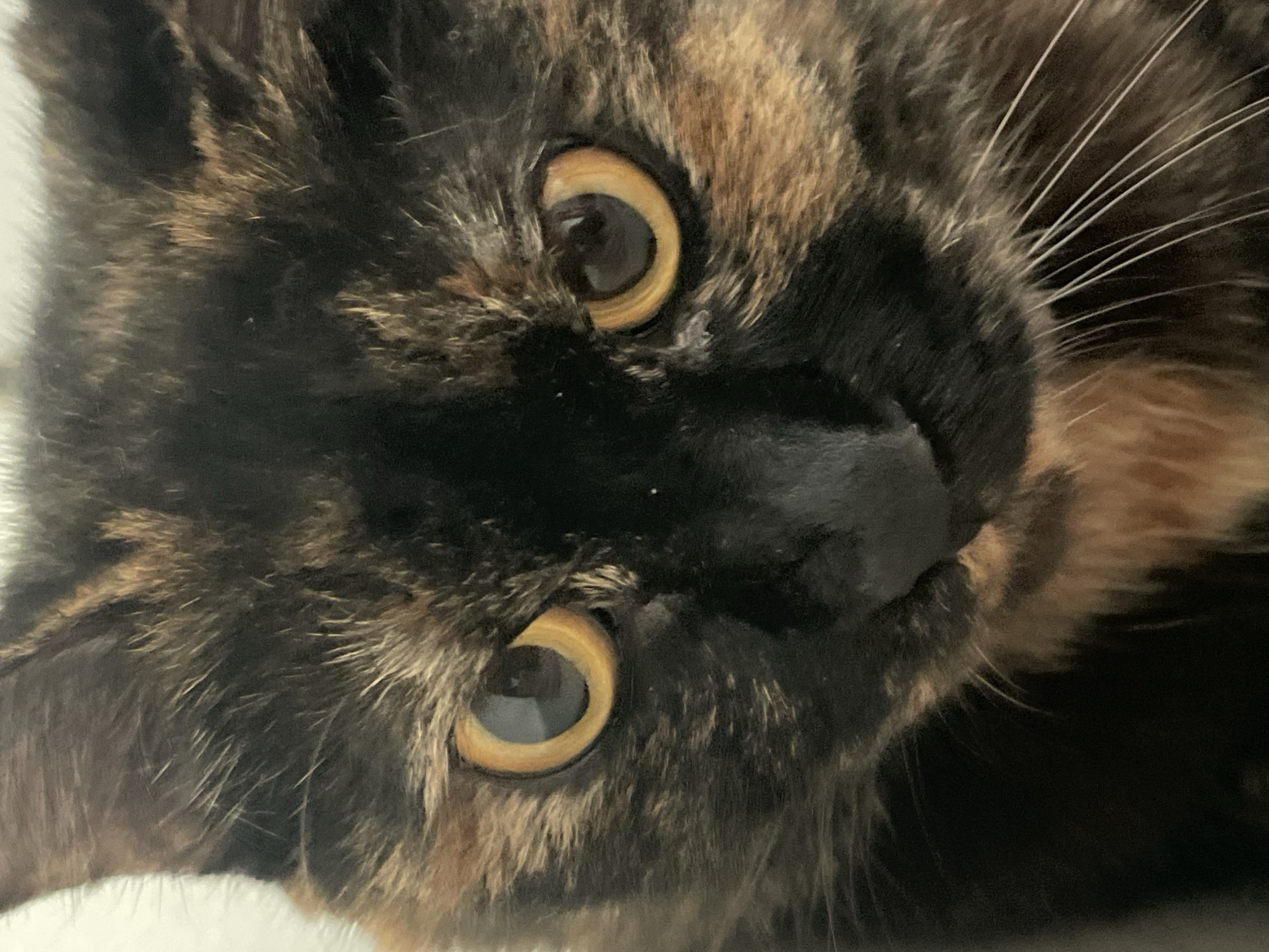 A close-up, head-on shot of a tortoiseshell cat's face is presented. The cat's eyes are a striking amber color, with dark pupils. Its fur is a mottled mix of black, brown, and orange. The cat's nose is black, and prominent white whiskers extend from its muzzle. The background is indistinct and appears to be a plain, light color. The image does not contain any information about the city of Denpasar, Indonesia, or any specific location.