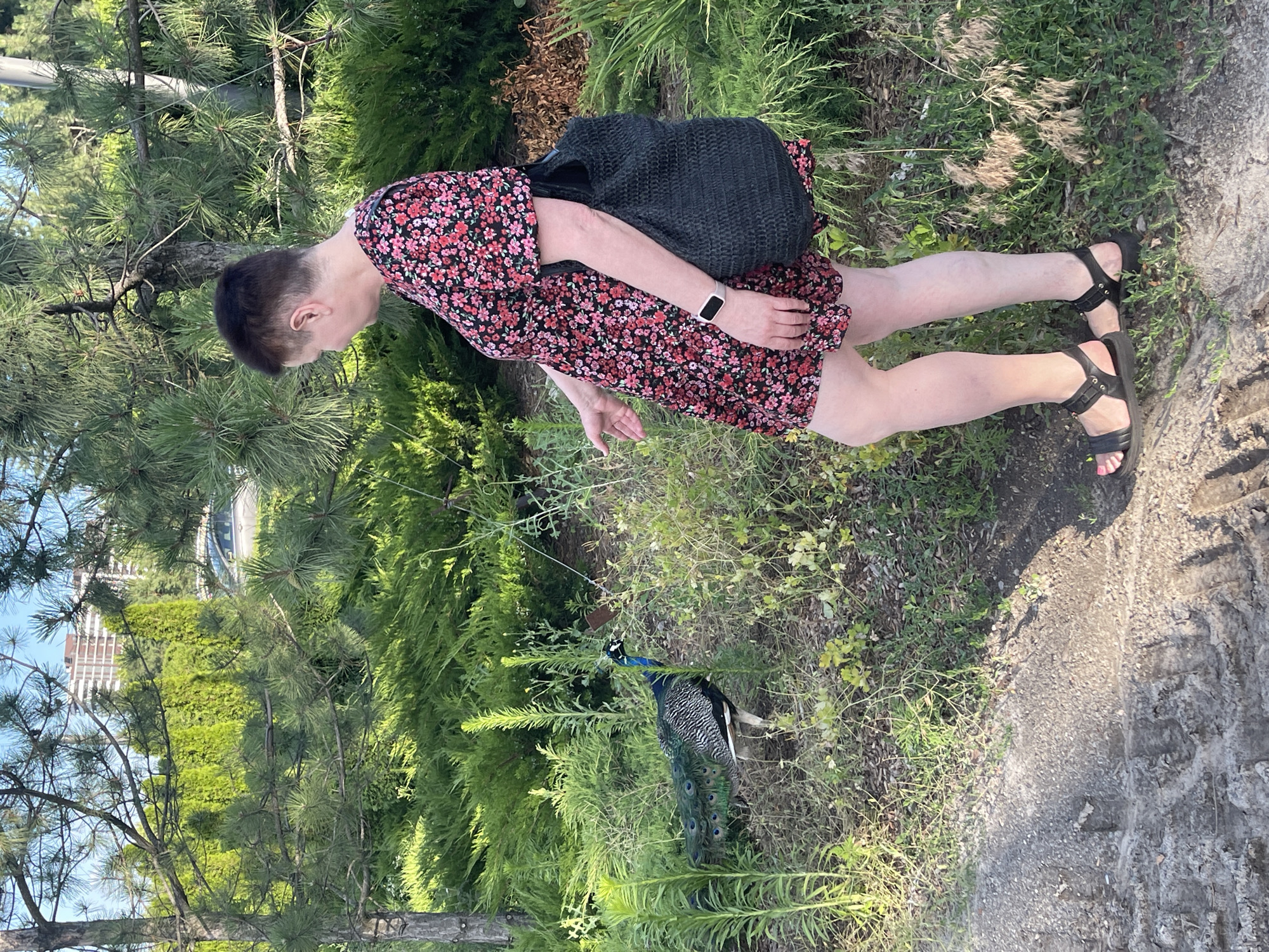 A woman in a floral dress and black sandals stands in a grassy area next to a peacock. She is looking down at the peacock and extending her hand towards it. The woman is carrying a black bag over her right shoulder. The peacock is standing in the grass, looking towards the woman. In the background, there are trees and a building.
