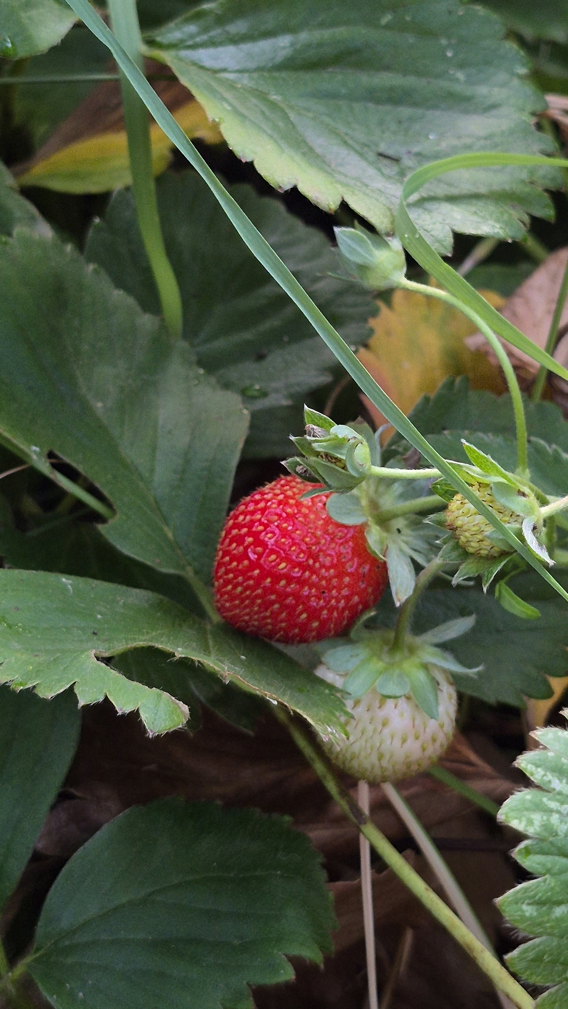 A close-up, eye-level shot focuses on a strawberry plant, revealing a ripe red strawberry and an unripe green strawberry amongst lush green leaves and blades of grass. The ripe strawberry is positioned to the left of the frame, its vibrant red skin dotted with tiny seeds. Above and to the right of it, a cluster of green sepals suggests another developing strawberry or flower bud. Below the ripe strawberry, a pale green, developing strawberry is visible, with subtle white markings indicating its immaturity. The surrounding foliage is a mix of deep green, serrated leaves and slender blades of grass, some of which arch over the strawberries. The background is blurred, consisting of darker green leaves and hints of brown and yellow, likely fallen leaves or earth. The lighting suggests an outdoor, natural setting, possibly in the shade, with soft, diffused light illuminating the scene. The composition emphasizes the details of the fruit and foliage, creating a sense of natural abundance.
