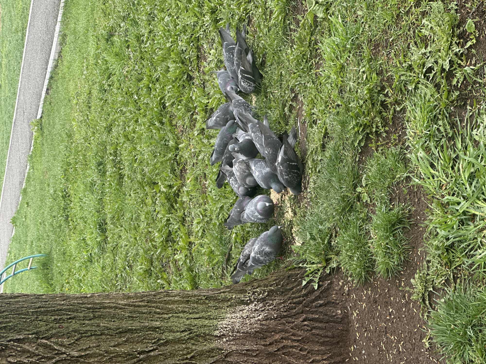 The image shows a group of pigeons feeding on the ground near the base of a tree in a grassy area. The tree trunk is large and textured. There is a sidewalk visible in the background. No people are visible. There is no specific information in the image to confirm this is Votkinsk, Russia.