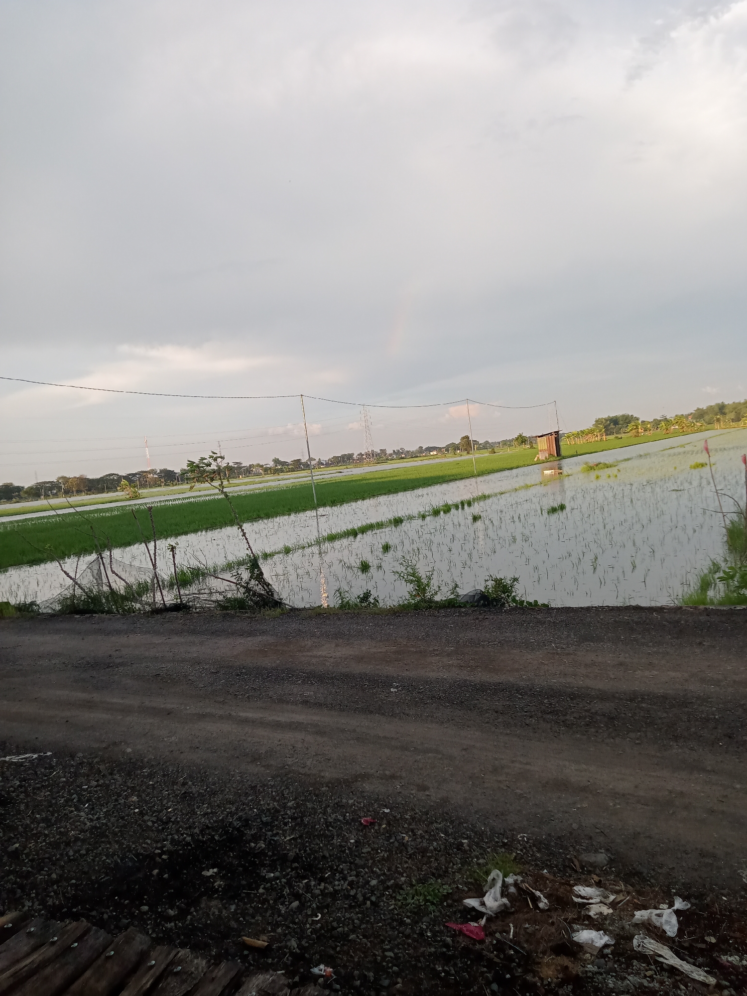 The image captures a wide-angle view of a rural landscape, primarily featuring extensive rice paddies under an overcast sky in Bungur, Indonesia. In the immediate foreground, a dark, gravelly dirt path or road stretches across the bottom of the frame, with some discarded plastic and other trash visible on its edge to the right. Wooden planks are partially visible at the bottom left.
Beyond the path, the scene opens to vast rice fields. On the left side, greener, more established rice plants grow in sections, enclosed by a simple fence made of thin posts and wires or netting. In the mid-ground, the paddies are largely filled with water, reflecting the sky, and contain very young, sparsely planted rice seedlings. A small, rustic wooden shack or shelter stands solitary in the water on the right side of the paddies.
In the distance, a line of trees forms the horizon, hinting at further development or a village. Multiple utility poles and power lines traverse the middle distance, and a communication tower is faintly visible on the left. The sky is predominantly cloudy, with soft, diffused light suggesting either early morning or late afternoon. There are variations in the cloud cover, with some brighter areas where sunlight might be breaking through. No specific activity or visible text is present. The overall impression is one of a tranquil agricultural setting, albeit with a touch of human impact from the roadside debris.