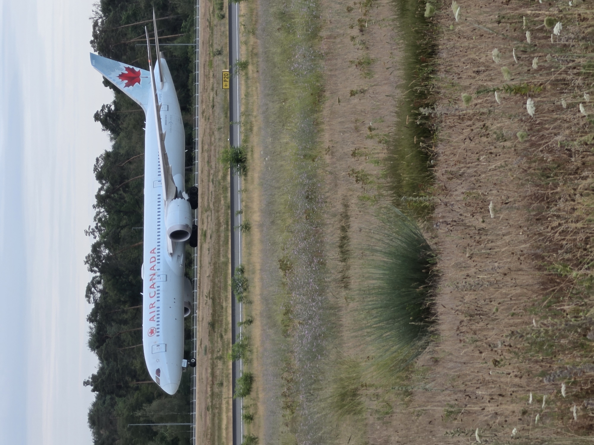 The image shows an Air Canada Boeing 787-9 Dreamliner airplane on a taxiway at Frankfurt Airport (FRA) in Kelsterbach, Germany. The aircraft is painted in Air Canada's livery, featuring the red maple leaf on its tail fin. The airplane is illuminated by natural light, with a cloudy sky overhead. The foreground is dominated by dry grass and vegetation, typical of the natural environment surrounding airports in the region. A yellow directional sign labeled "P20" is visible on the right side of the taxiway. The background consists of a line of trees. No people or other aircraft are visible in the frame. The overall scene suggests a routine operational moment at the airport.
