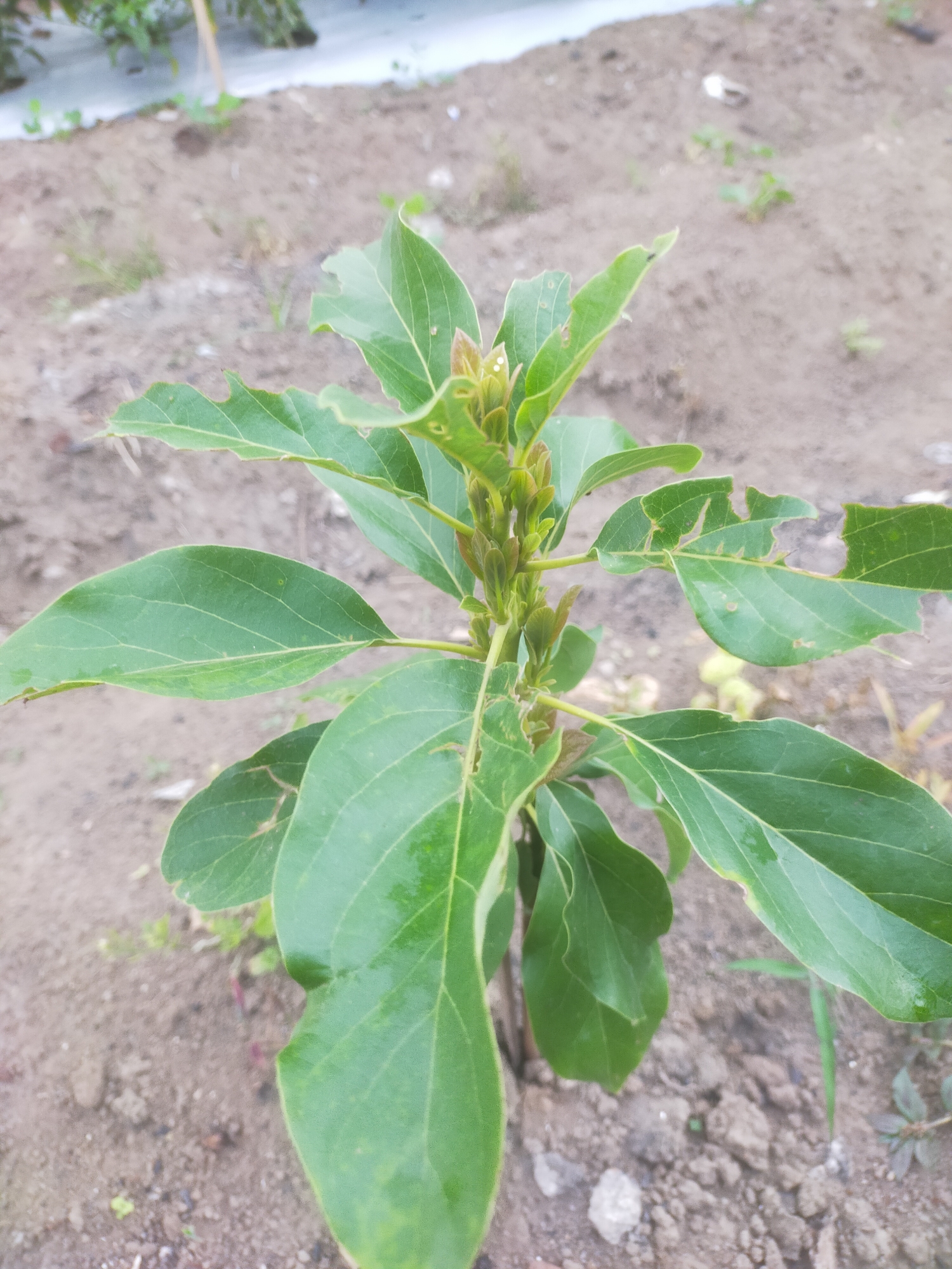 A young avocado sapling with bright green, slightly torn leaves stands in sandy soil. The sapling is the central focus of the image, with the background showing more dry soil and some sparse, dry vegetation. The scene appears to be an outdoor garden or agricultural plot. The location is Padang Dalom, Indonesia.