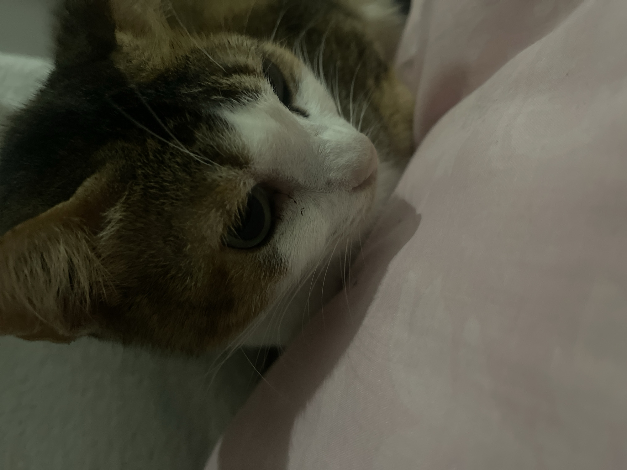 This media file is a close-up, low-angle shot of a calico cat resting on a pink fabric, possibly a blanket or pillow. The cat's head is turned to the right, with its right eye clearly visible and looking towards the viewer. The cat has white fur on its face, a pink nose, and distinct brown and black markings on its head and body. Long, white whiskers are prominent. The background is dominated by the soft, folded pink fabric, creating a gentle and cozy atmosphere. The lighting suggests it may be evening or indoors with artificial light, as the scene is dimly lit and warm. The overall mood is peaceful and intimate, capturing a quiet moment with the pet. There is no visible text in the image.