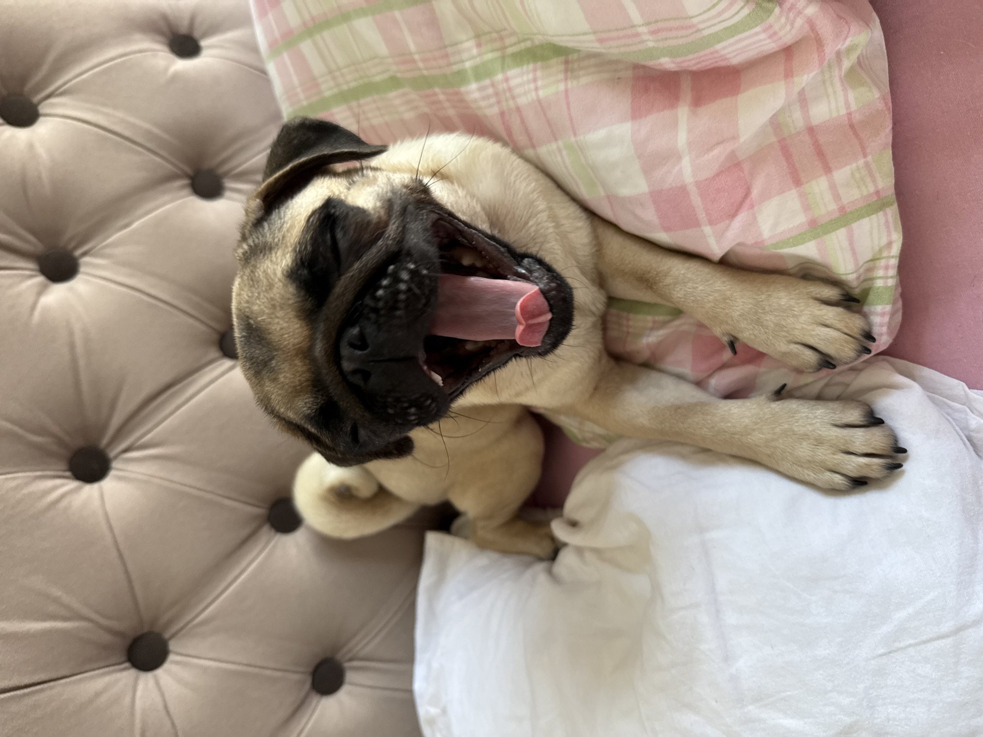 A pug is yawning on a bed. The pug is fawn-colored with a black mask. Its eyes are closed and its mouth is wide open, revealing its pink tongue and teeth. The pug is lying on its side, with its front paws extended. The bed is covered with a white pillow and a pink and white plaid blanket. In the background, there is a tufted headboard. The scene is well-lit, and the focus is on the pug.
