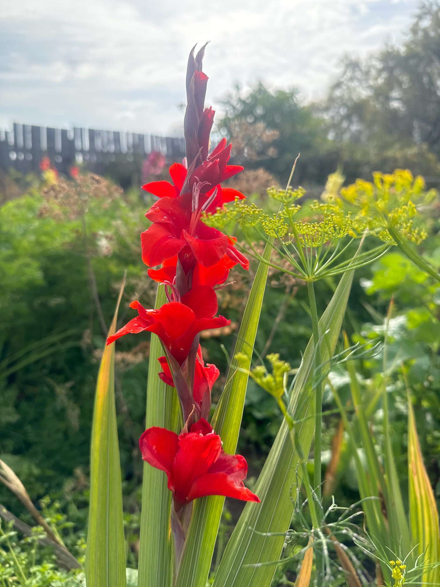 A vibrant red gladiolus flower stands tall in a garden setting. The flower is in focus, with its petals a deep, rich red, some still tightly furled at the top of the stem, while others are fully open. Water droplets are visible on some of the petals, suggesting recent rain or dew. The gladiolus leaves are long, sword-like, and a deep green, with some hints of yellowing towards the tips.
Behind the gladiolus, a variety of other plants create a soft, blurred backdrop. To the right, delicate, feathery dill flowers with their bright yellow clusters add a contrasting texture and color. Further in the background, the foliage is a mix of greens and browns, with hints of other flowers. A wooden fence, composed of vertical planks, runs horizontally across the upper left portion of the image, partially obscuring some of the greenery. The sky above is overcast with soft, diffused light.
The overall impression is one of a natural, slightly wild garden, possibly in a rural or suburban area. While the image is not definitively placed in Maksimovshchina, Russia, it evokes a sense of a peaceful outdoor scene that could be found in such a location, with common garden plants and typical natural elements. There are no people or animals visible in the frame.