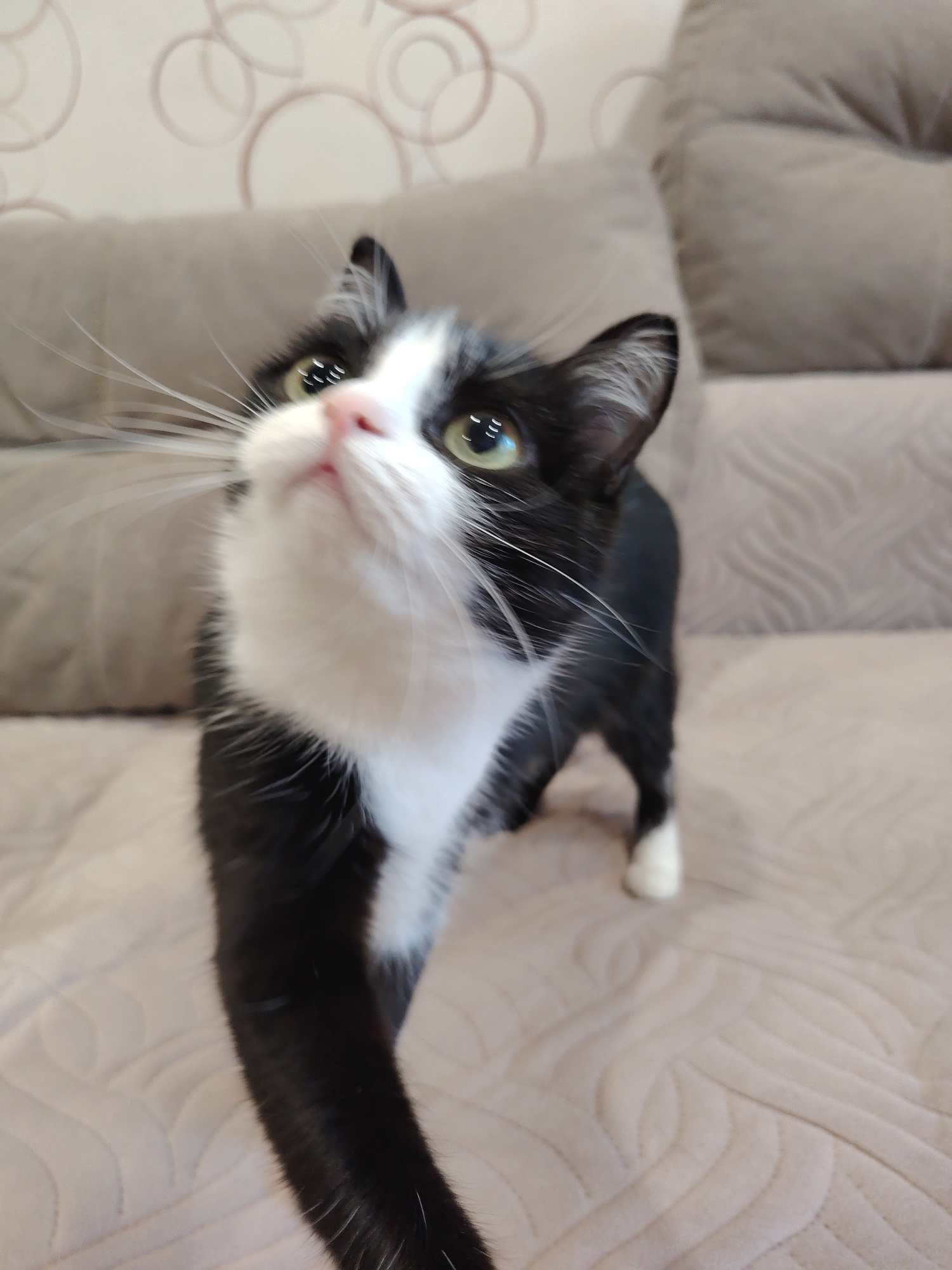 A black and white cat is standing on a textured couch, looking upwards and to the left. The cat has bright green eyes, a pink nose, and long white whiskers. Its fur is mostly black with white markings on its chest and face. The background consists of the couch and a patterned wall. The scene is indoors, in an environment that appears to be a domestic setting. No specific location in a city is identifiable.