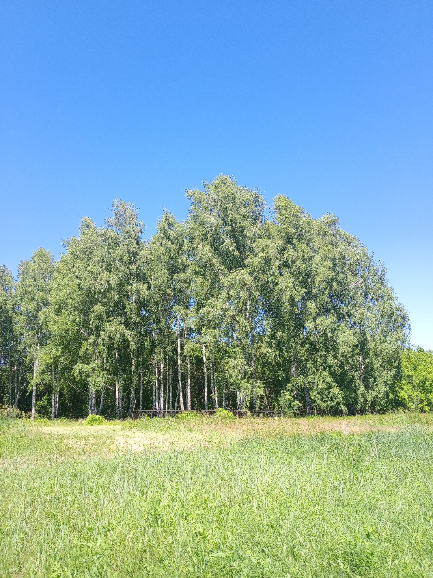 A low-angle, full outdoor shot shows a line of tall, leafy birch trees against a clear, bright blue sky. The trees stand in a dense cluster, with their white trunks visible between the green foliage. The ground in front of the trees is a mix of dry, light brown earth and tall, green grass. The grass extends to the bottom of the frame, appearing slightly out of focus. The scene is bright and appears to be taken on a sunny day.