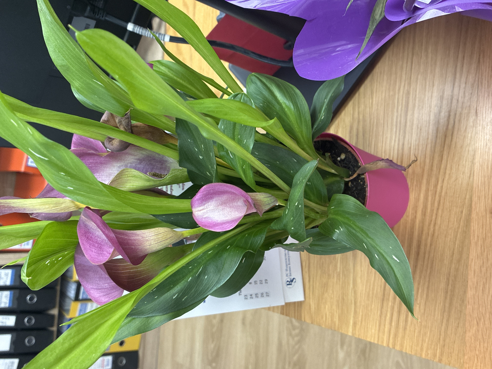 A potted plant with pink and purple calla lilies and green leaves sits on a wooden desk. The plant is in a pink pot and is surrounded by office supplies, including a calendar and binders. A purple paper flower is visible in the lower right corner. The scene is indoors and appears to be in an office setting.