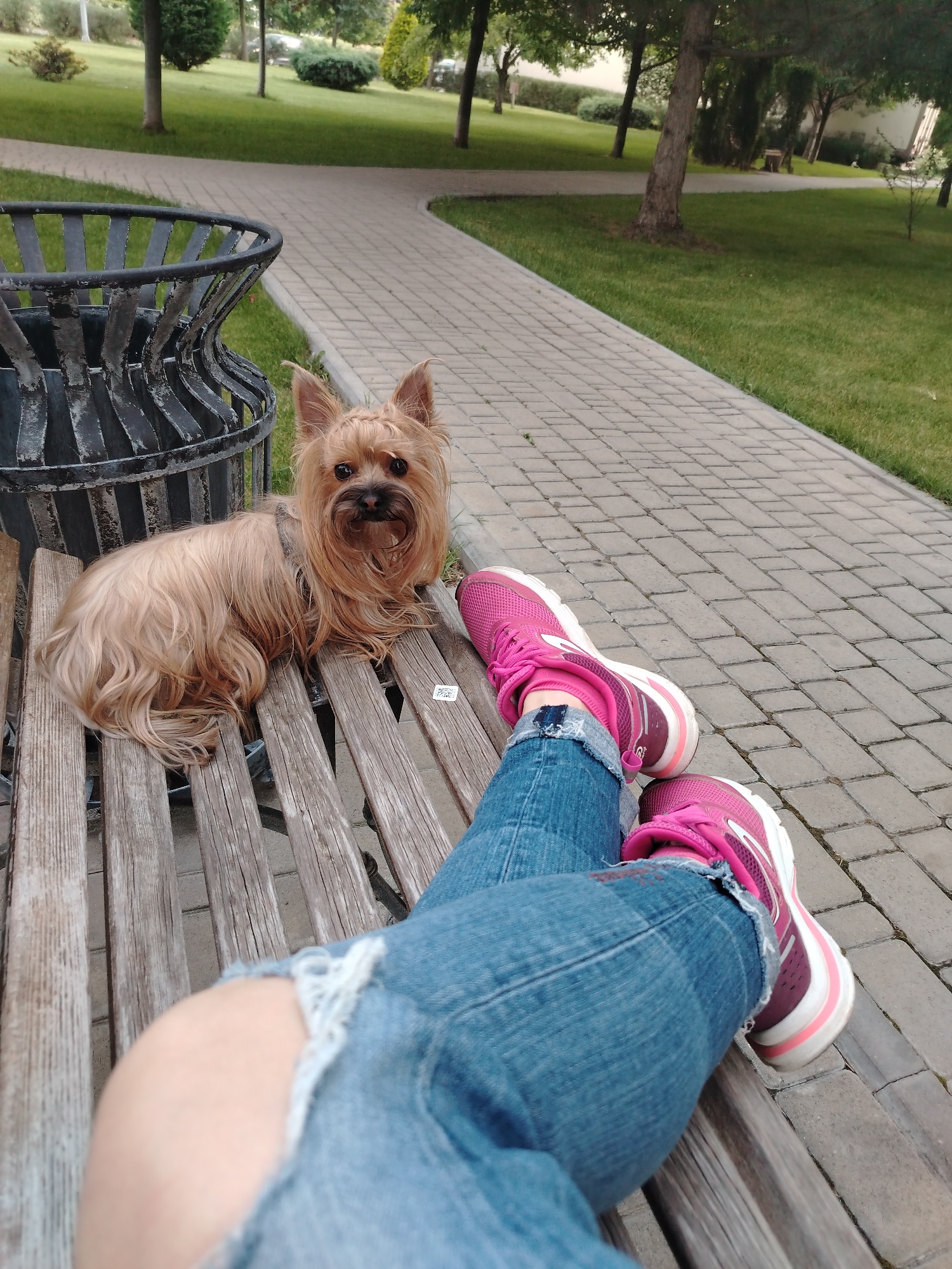 In a park setting, a Yorkshire Terrier sits on a wooden bench next to a person's legs, who is wearing ripped blue jeans and pink athletic shoes. A metal trash can is visible to the left of the bench. A paved walkway and grassy area with trees form the background. The location is identified as Krasnodar, Russia.