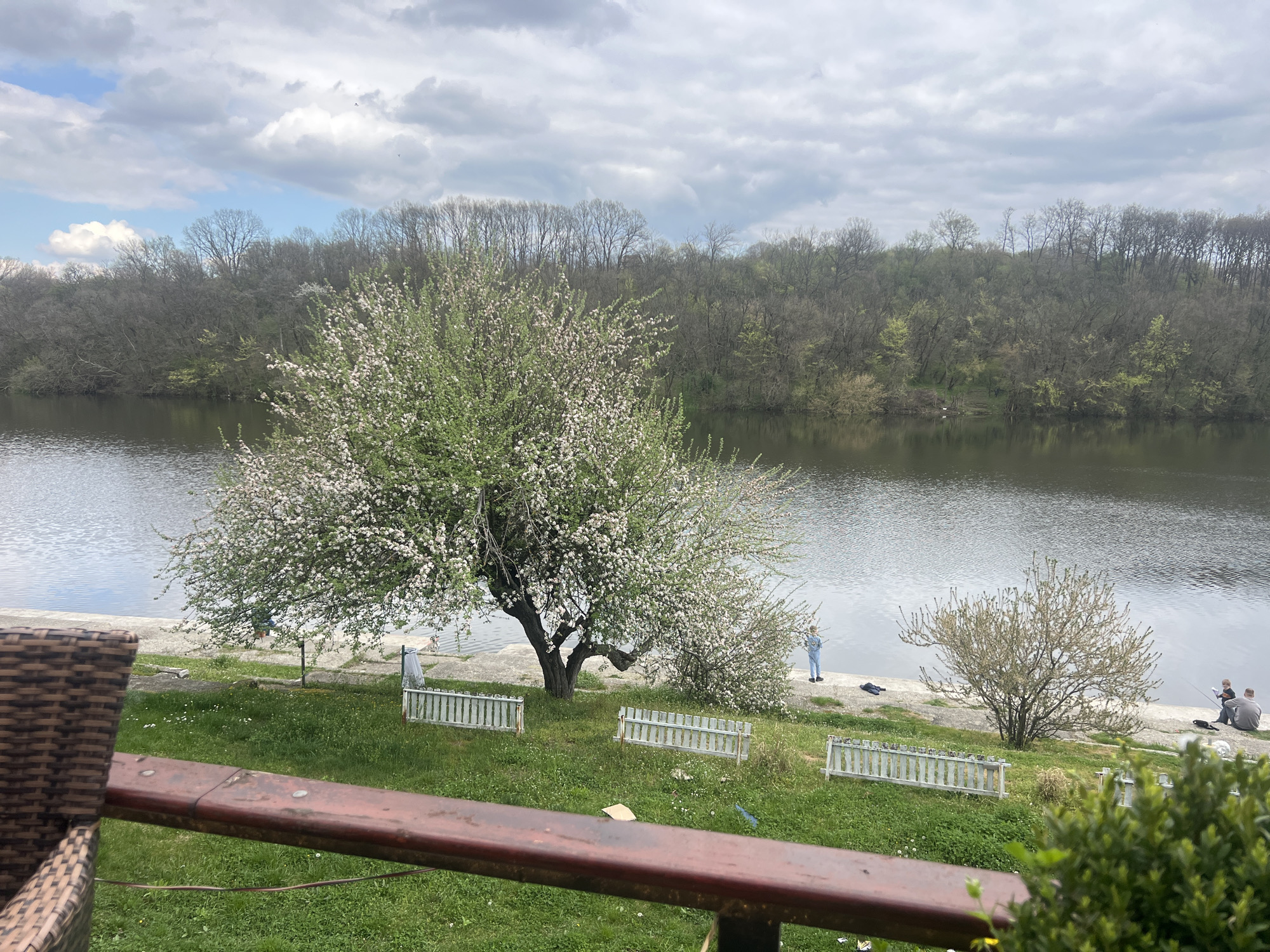 The image shows a landscape by a body of water. On the near bank, there's a large flowering tree, other smaller trees, and sections of low white fencing. A person is standing near the water's edge, and further to the right, two people are seated and appear to be fishing. The water surface reflects the sky. The opposite bank is densely wooded. The foreground includes a section of a brown wooden railing, implying the viewpoint is from an elevated position, possibly a balcony or deck. The sky is overcast. Given the prompt information, the location is in the Smederevska Palanka Municipality, Serbia.