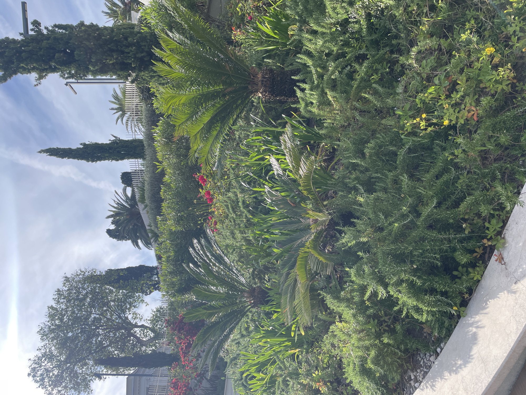This image captures a vibrant, lush garden or landscaped area under a bright, partly cloudy daytime sky. The scene is dominated by dense greenery, featuring several large sago palms with their distinctive stiff, feather-like fronds prominently displayed in the mid-ground. Surrounding them are thick bushes of evergreen shrubs, some with fine, needle-like leaves, possibly rosemary.
Interspersed throughout the foliage are splashes of color from flowering plants, including bright red blossoms, likely bougainvillea, in the middle and background, and small yellow flowers among the green leaves in the foreground. In the distance, tall, slender cypress-like trees and a broad-canopied deciduous tree stand against the sky. Sections of white picket fences are visible behind the dense planting, suggesting boundaries to paths or structures.
Two modern streetlights or lampposts are seen extending into the clear blue sky, which features sparse, wispy clouds. Direct sunlight illuminates the scene, casting subtle shadows on a concrete curb or planter edge in the foreground. The diverse subtropical and Mediterranean plant species, such as palms and cypress, are consistent with the location of Sochi, Russia, known for its humid subtropical climate. The image portrays a peaceful, well-maintained outdoor environment. There is no visible activity or text.