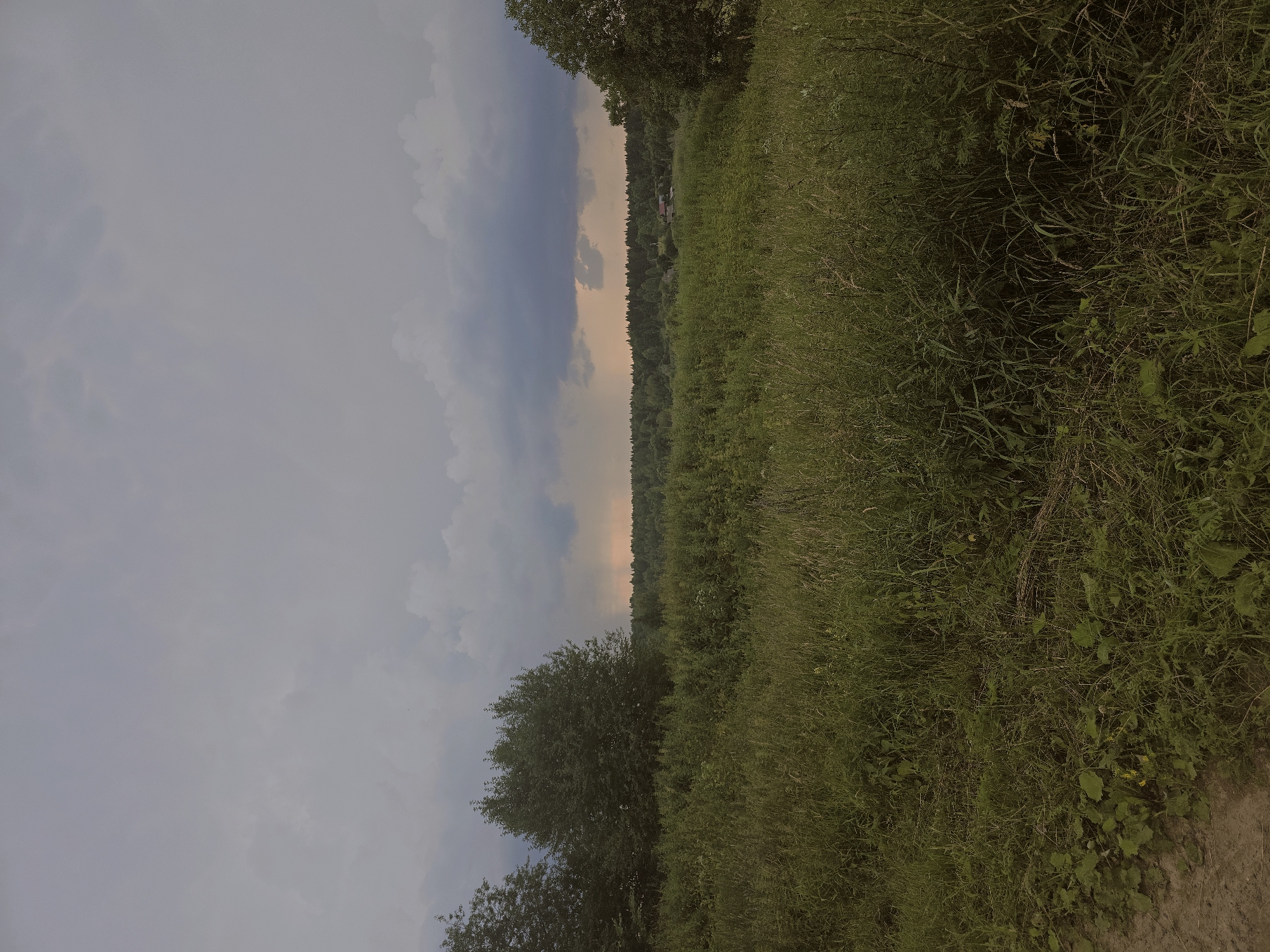 This is a wide shot of a rural landscape with a focus on vegetation and the sky. In the foreground, there is a dense growth of green grass and various plants, with a dirt path visible on the left side of the image. Several trees are present on the left and right edges of the frame, with a prominent line of trees forming the mid-ground horizon. The sky is overcast with heavy, dark clouds, and there is a subtle glow of orange or pink light visible on the horizon, possibly indicating sunset or sunrise behind the clouds. The overall atmosphere is moody and somewhat somber due to the dark sky. The location is identified as Malaya Usa, Russia.