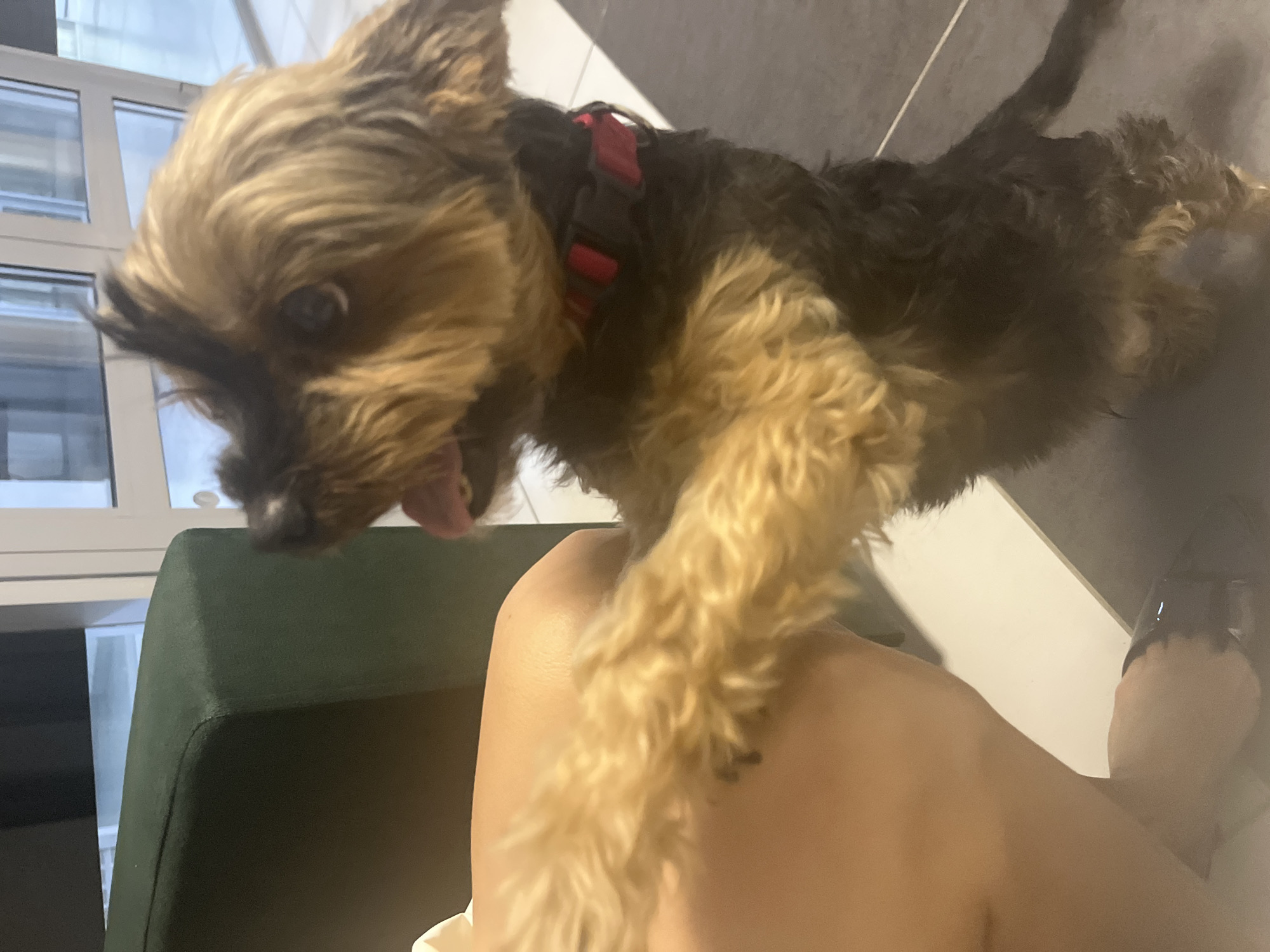 A small, scruffy dog with brown and tan fur is playfully interacting with a person's arm. The dog, wearing a red harness, is leaning forward with its tongue slightly out, its front paws resting on the person's skin. The person's arm is bare and smooth, and they are wearing a white garment at the bottom of the frame. The background shows a dark tiled floor and a partial view of a dark green chair. In the upper left corner, a large window with multiple panes suggests an indoor setting with natural light. The overall impression is one of playful affection between a pet and its owner. The time of day and weather are not discernible from the image. No text is visible in the image.
