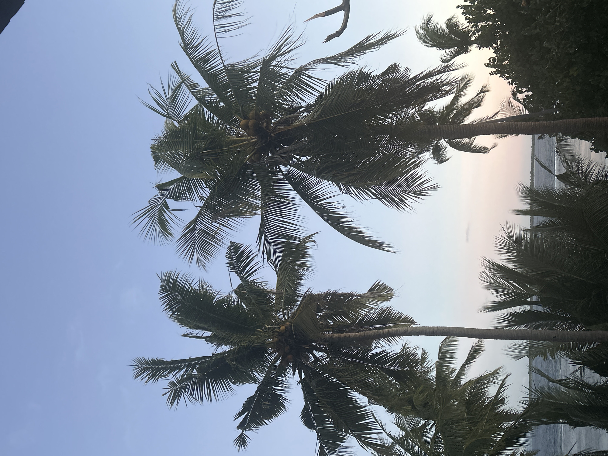 This is a vertical, low-angle photograph of several palm trees against a clear, pale blue sky. The tops of the palm trees dominate the frame, with their fronds fanning out. In the upper center of the image, a cluster of coconuts is visible on one of the palm trees. The fronds are dark green and appear to be blowing gently in the wind.
In the background, towards the right of the image, the ocean is visible, with a soft, hazy shoreline beyond it. The sky transitions to a lighter hue near the horizon, suggesting it may be early morning or late afternoon. The overall mood is peaceful and tropical.
There are no people or visible text in the image. The location context is A R A, Indonesia.
