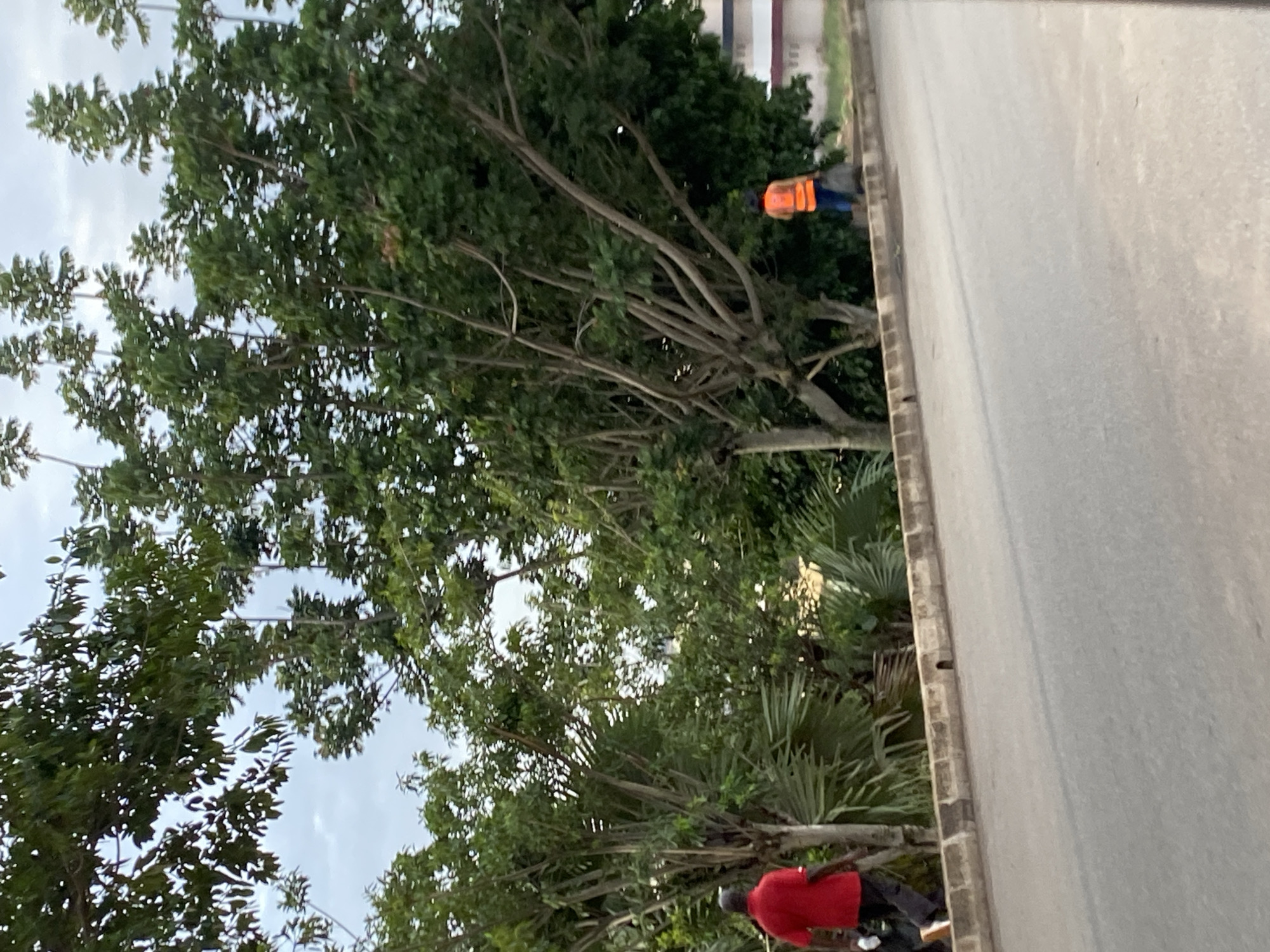 In Barakin Lerawi, Nigeria, on a paved road with a concrete curb and walkway, two individuals are present. To the left, a person wearing a red t-shirt and dark pants walks away from the camera on the walkway. To the right, another individual, dressed in a bright orange vest and blue pants, is seen picking up trash with a black bag. Dense green foliage and trees line the background, with a building visible in the distance. The sky is overcast with a pale, cloudy appearance.