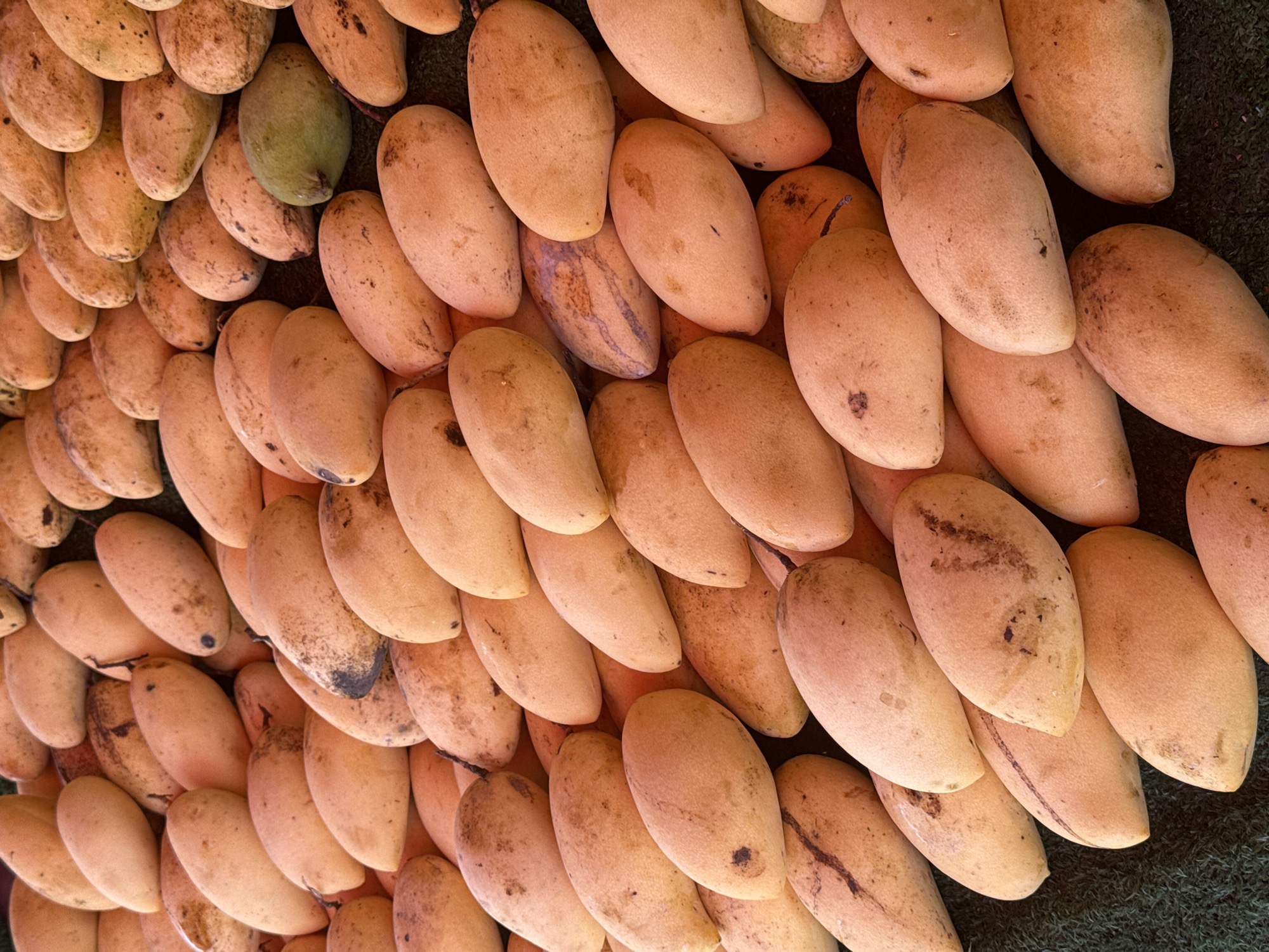 An overhead, close-up shot displays a large, disordered pile of ripe mangoes. The fruits are a vibrant orange-yellow hue, with some showing minor blemishes or dark spots on their skins. A single green mango is visible amidst the ripened fruit, its color providing a stark contrast. The mangoes are arranged in a dense, overflowing mound, suggesting a market stall or a harvest display. The textured, dark green surface beneath the fruit is likely a cloth or artificial grass, common for market displays. The scene is devoid of people, focusing solely on the abundance of the fruit. The image context indicates the location is Ko Samui District, Thailand, a tropical region known for its fruit production.