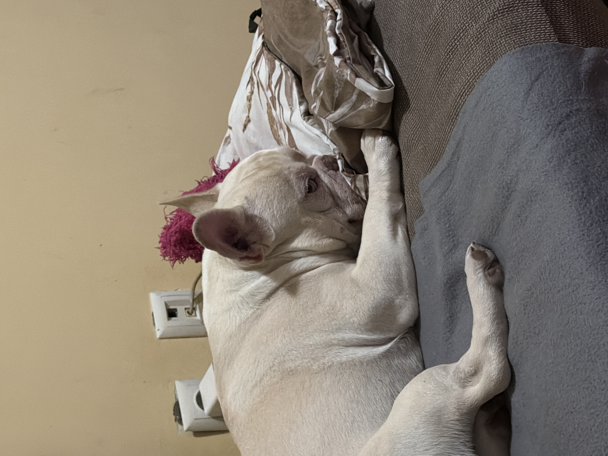 A white French bulldog is reclining on a gray-blue blanket on an upholstered sofa. A patterned cloth is adjacent to the dog. Two electrical outlets are visible on the wall behind the dog. There is no indication this photo was taken in Burgas, Bulgaria.