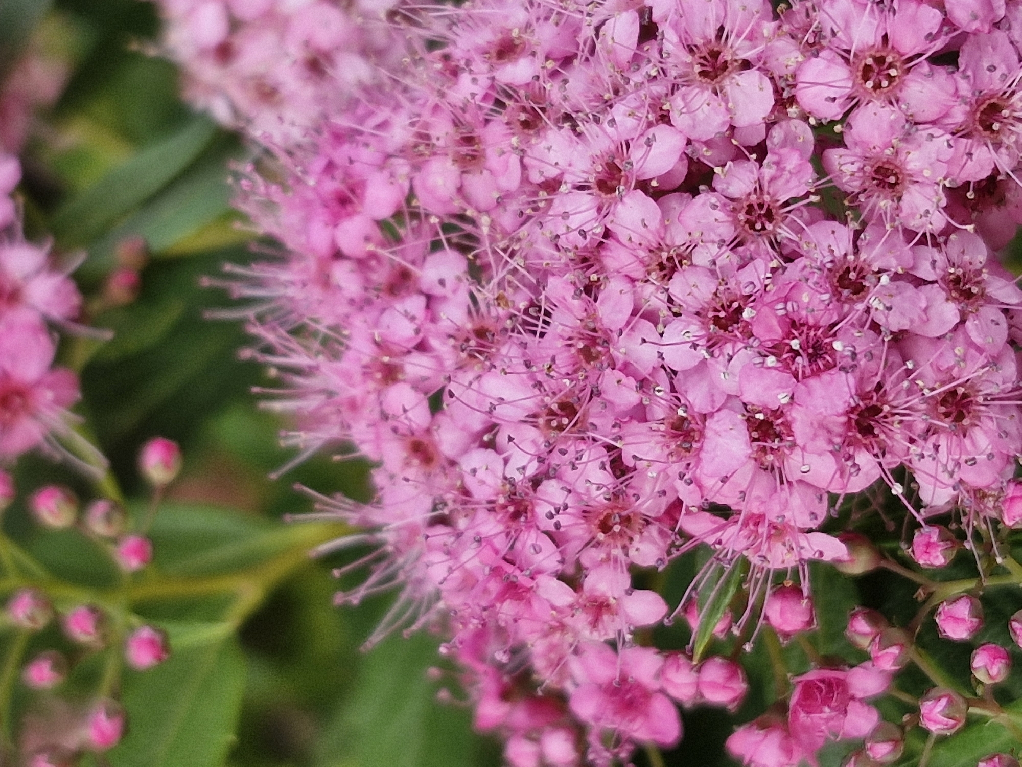 A close-up, macro photograph captures a dense cluster of small, pink flowers with delicate, protruding stamens. The flowers are arranged on thin stems, with some buds still closed and others fully open. The background consists of blurred green foliage, suggesting an outdoor setting. The image exhibits a shallow depth of field, with the foreground flowers sharply in focus and the background softly rendered. The lighting appears natural, highlighting the vibrant pink hues of the blossoms. There is no indication of the location in Klaipėda, Lithuania; the image solely depicts botanical details.