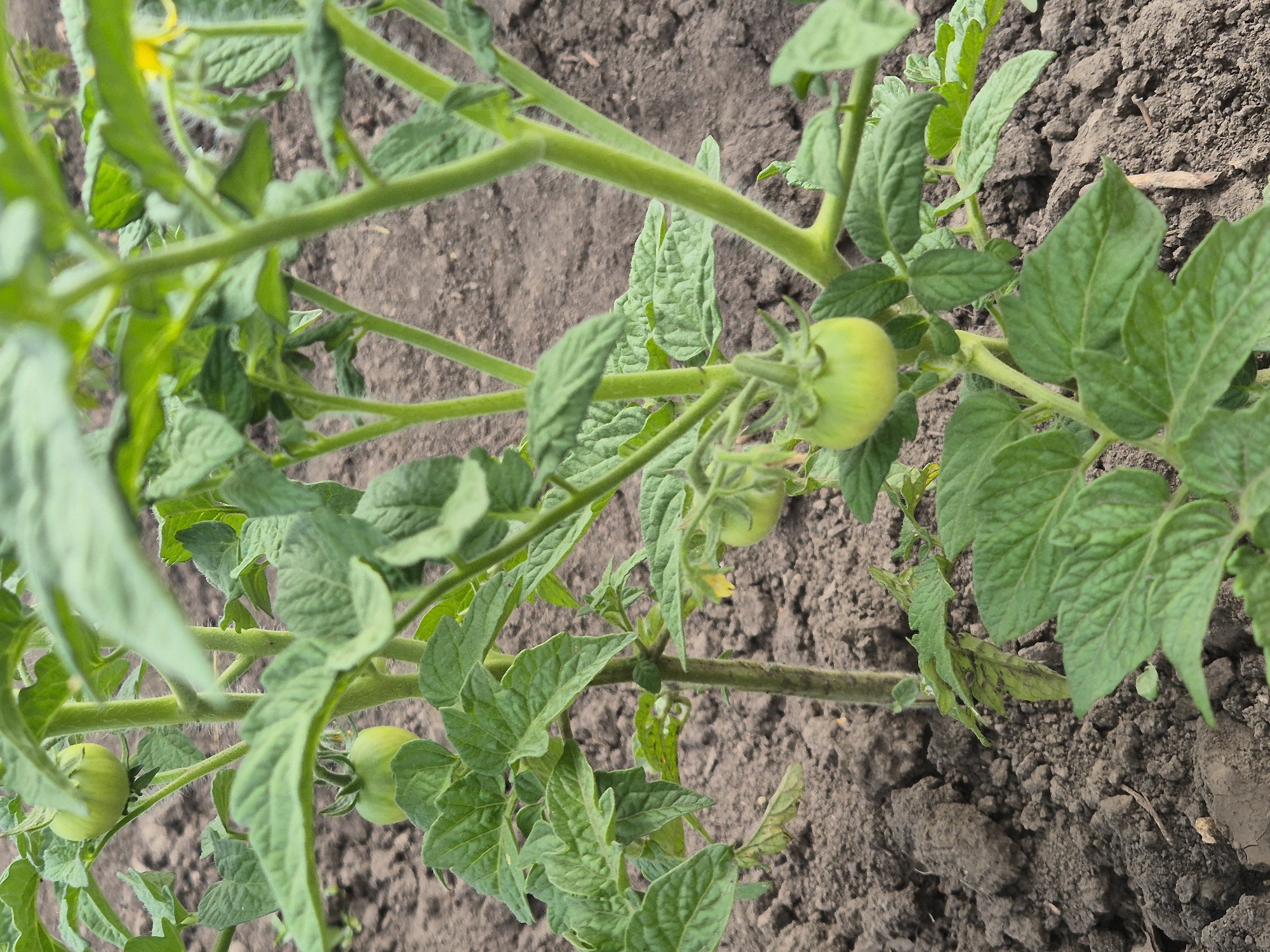 In Sozonivka, Ukraine, a close-up, eye-level shot captures a healthy tomato plant growing in dark, rich soil. The plant, with its vibrant green leaves and thick stem, shows evidence of fruit development with several small, unripe green tomatoes visible. The ground is mostly soil, with some areas appearing dry and cracked, while others show signs of recent watering. The lighting suggests it is daytime.