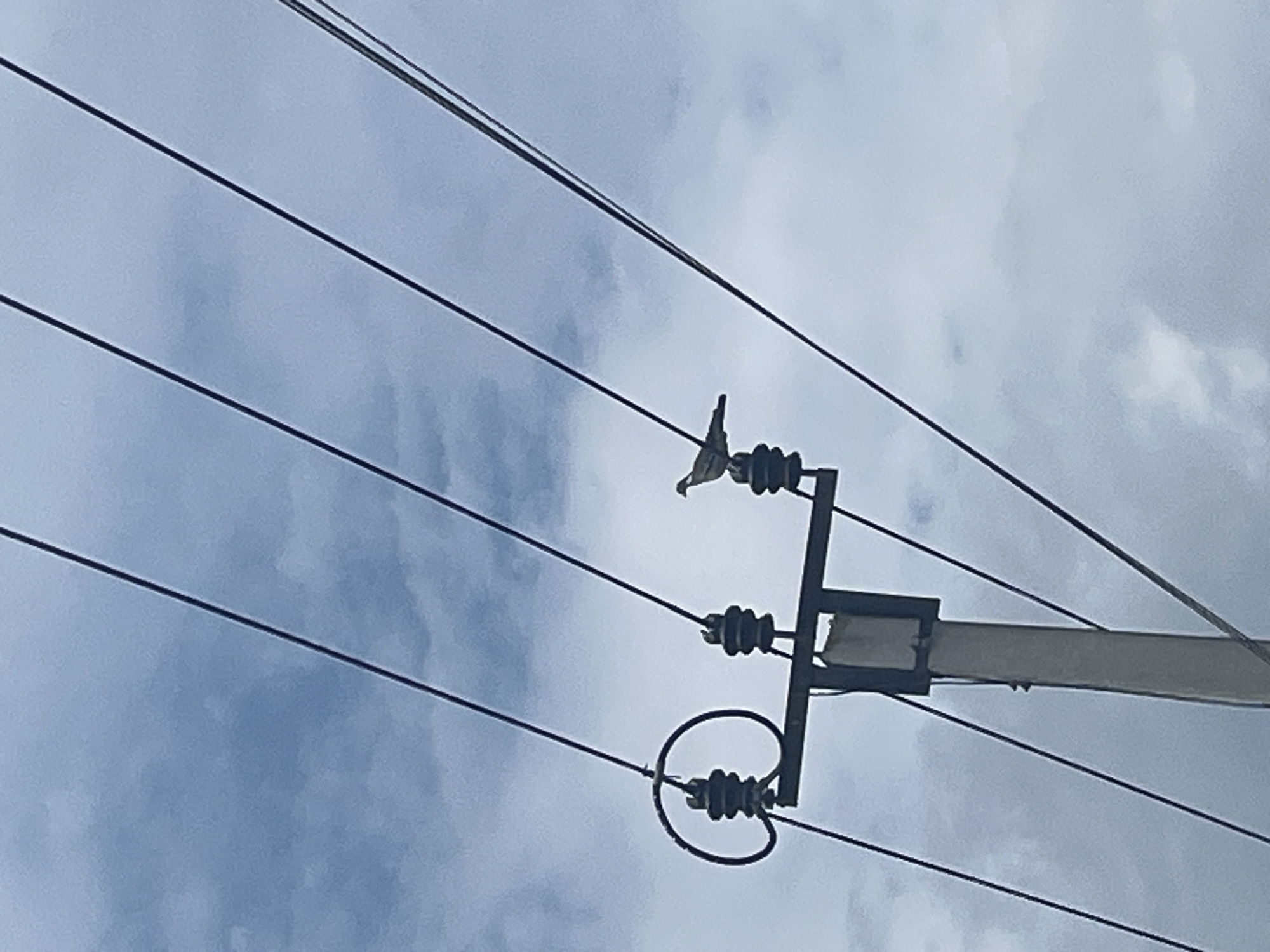 The image captures a bird perched on an electrical insulator attached to a utility pole. The pole is concrete and appears weathered, with a horizontal crossarm supporting multiple insulators. Overhead power lines crisscross the frame against a cloudy sky. The bird is small and light-colored, with its body angled to the right. The electrical components are dark and ribbed. The overall scene suggests an urban or semi-urban environment, possibly in Vladimirovka, Russia, given the context. The image is taken from a low angle, looking upwards.