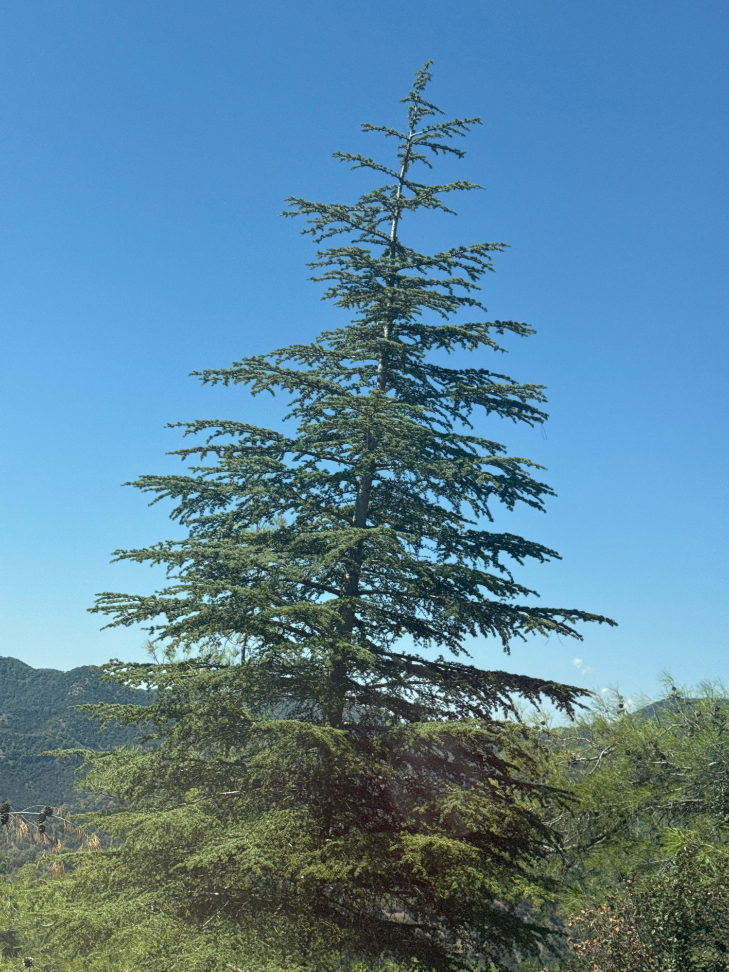 A tall, mature evergreen tree stands prominently against a clear, bright blue sky. The tree's branches extend outwards, layered and bushy, with dense green foliage. In the background, rolling hills covered in vegetation can be seen. The overall scene appears to be an outdoor natural environment, likely in a mountainous or hilly area. The image is a static, full-shot composition of the tree.