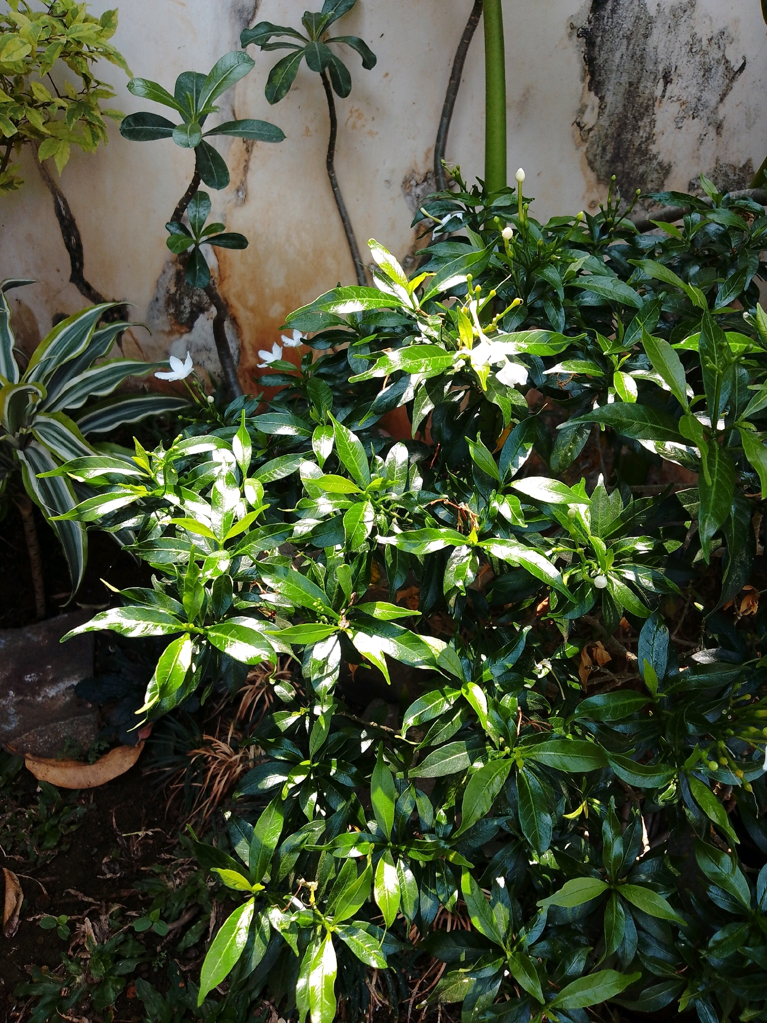 The image depicts a garden scene, likely in a residential area, with a focus on lush green foliage and a textured wall in the background. The lighting suggests it is daytime, with sunlight casting bright highlights on the leaves and creating shadows.
In the foreground, a dense cluster of green plants with glossy leaves dominates the frame. Some of these plants have small white flowers, and others have buds. To the left, a plant with variegated green and white leaves is partially visible.
The background features a weathered wall with patches of discoloration, possibly due to moisture or age. A thin, dark, vine-like plant climbs the wall in the upper left quadrant. A thick, green stalk, possibly from another plant, is visible on the right side of the wall.
The ground is covered with dark soil, dry leaves, and some scattered blades of grass. A portion of a terra cotta pot is visible at the bottom left, suggesting the plants are potted or in planters.
The image does not contain any people or indicate any specific actions or interactions. The overall impression is one of a natural, slightly unkempt garden space.
While the request mentions the city of Cikal, Indonesia, there are no specific visual cues within the image that definitively confirm this location. However, the style of the plants and the wall are consistent with tropical or subtropical environments.