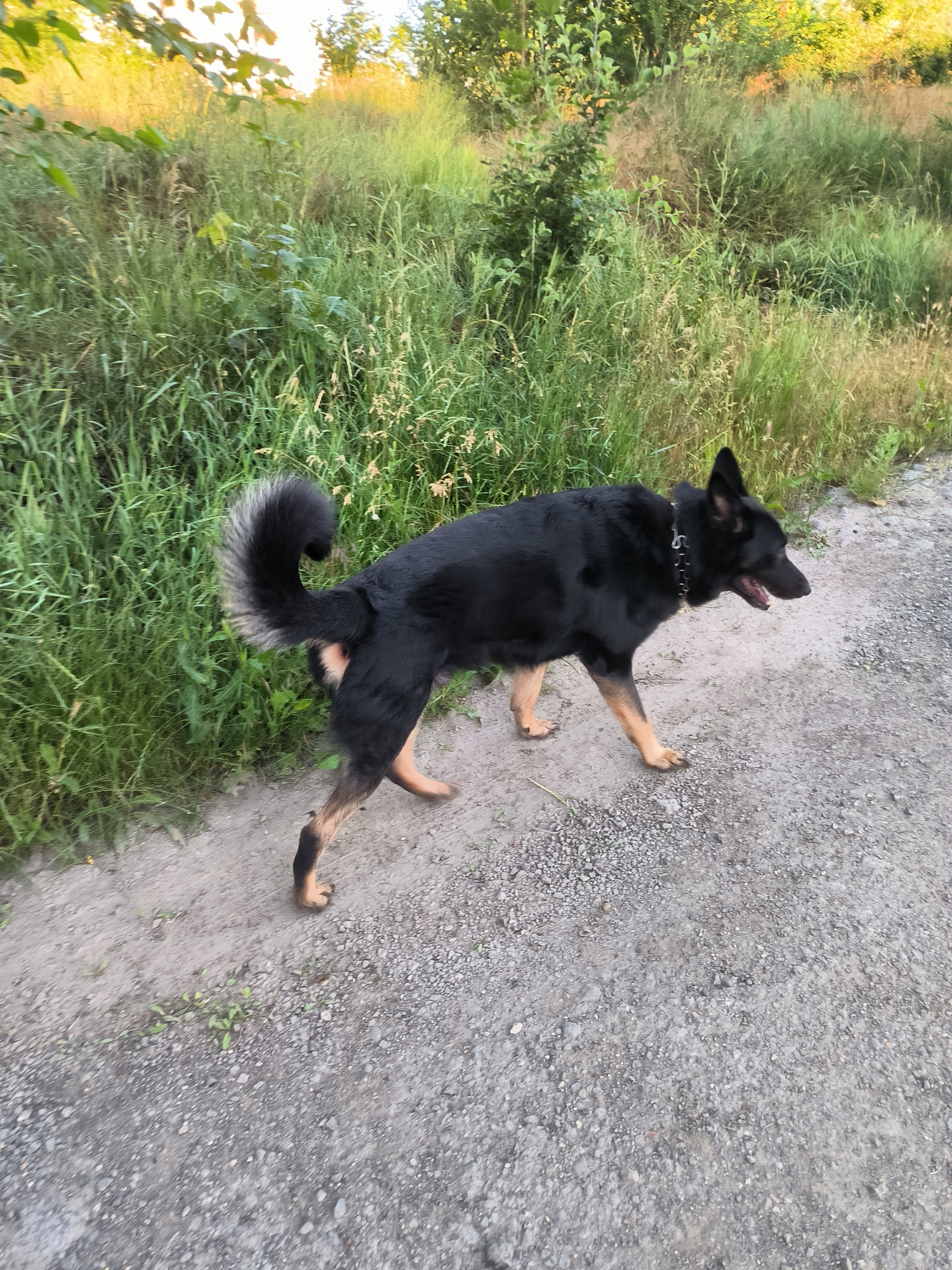 A medium-sized black and tan German Shepherd is walking on a gravel path next to a grassy area. The dog is wearing a silver spiked collar and its tail is curled over its back. The grassy area behind the dog appears to be overgrown with various types of vegetation. The lighting suggests it is daytime, possibly late afternoon due to the soft sunlight filtering through the leaves of trees in the background. The scene is outdoors and appears to be a natural or semi-natural environment, possibly on the outskirts of a city or in a park. The image was taken in Tiraspol, Moldova.