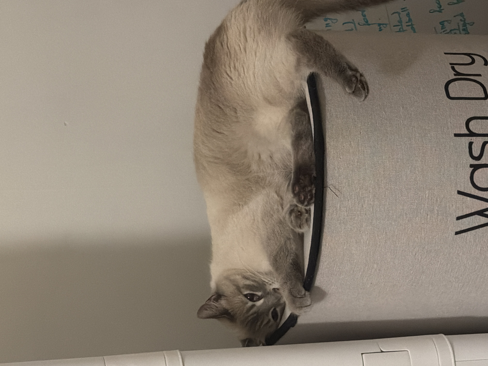 A light-colored cat with darker points on its ears, face, and paws is lying on top of a circular, light-colored fabric laundry hamper. The cat is resting its head on its paws, with its body stretched out along the edge of the hamper. The hamper has a black rim and a black word printed on its side, partially visible as "Wash Dry". To the left of the hamper is a portion of a white cylindrical object, possibly a tall cabinet or appliance. The background is a plain, light-colored wall. The image appears to be taken indoors. There is no visible indication of the cat's location in Pittsburgh, United States of America.