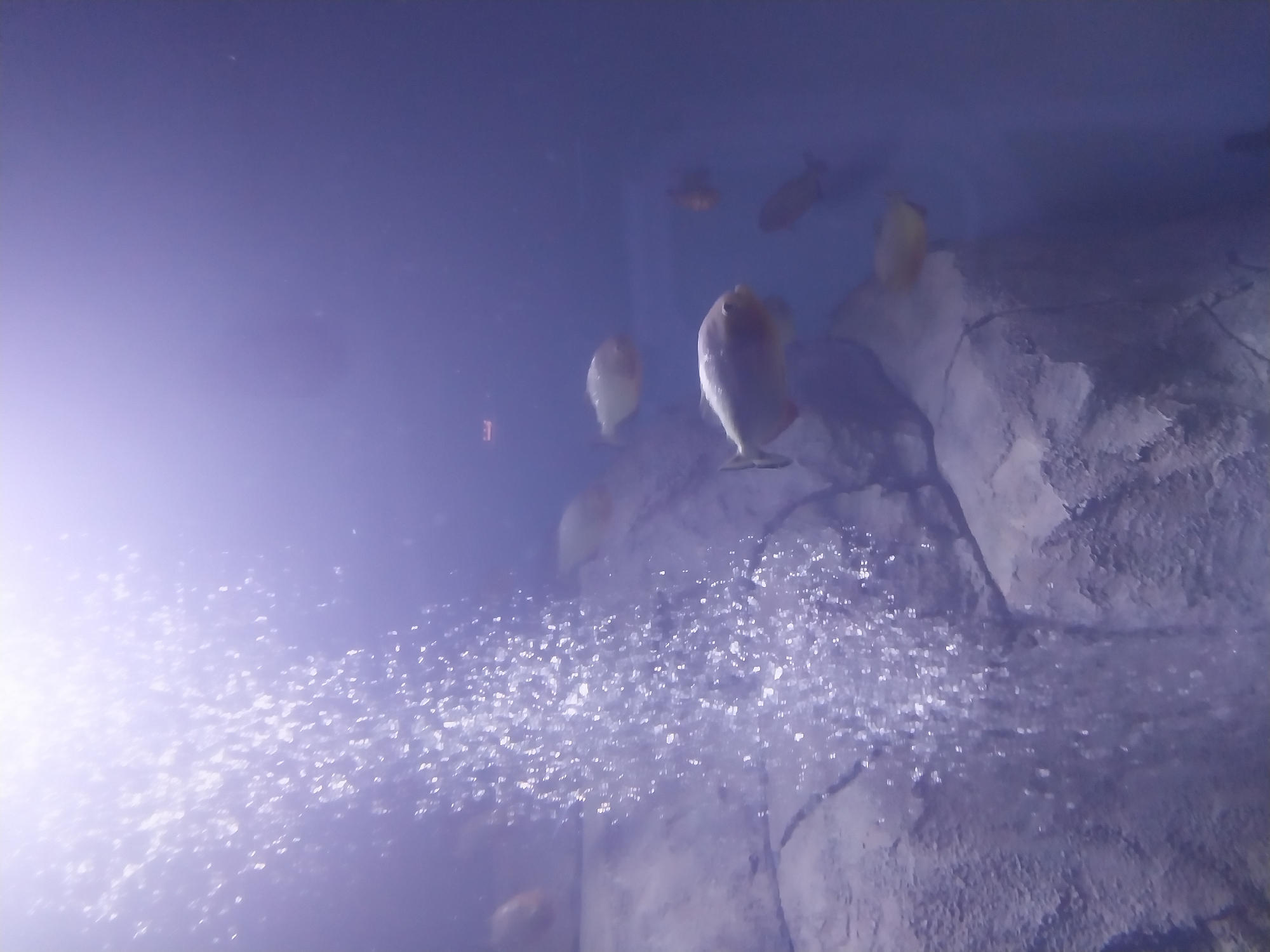 The image depicts an underwater scene within an aquarium. Several fish, some appearing to be piranhas due to their shape and coloration, are visible swimming in the murky blue water. The foreground is dominated by a cascade of bubbles rising from the bottom left of the frame, obscuring a rocky surface. The background is a gradient of deep blue, suggesting the depth of the tank. There is no indication of the city of Orenburg, Russia, within the image itself.